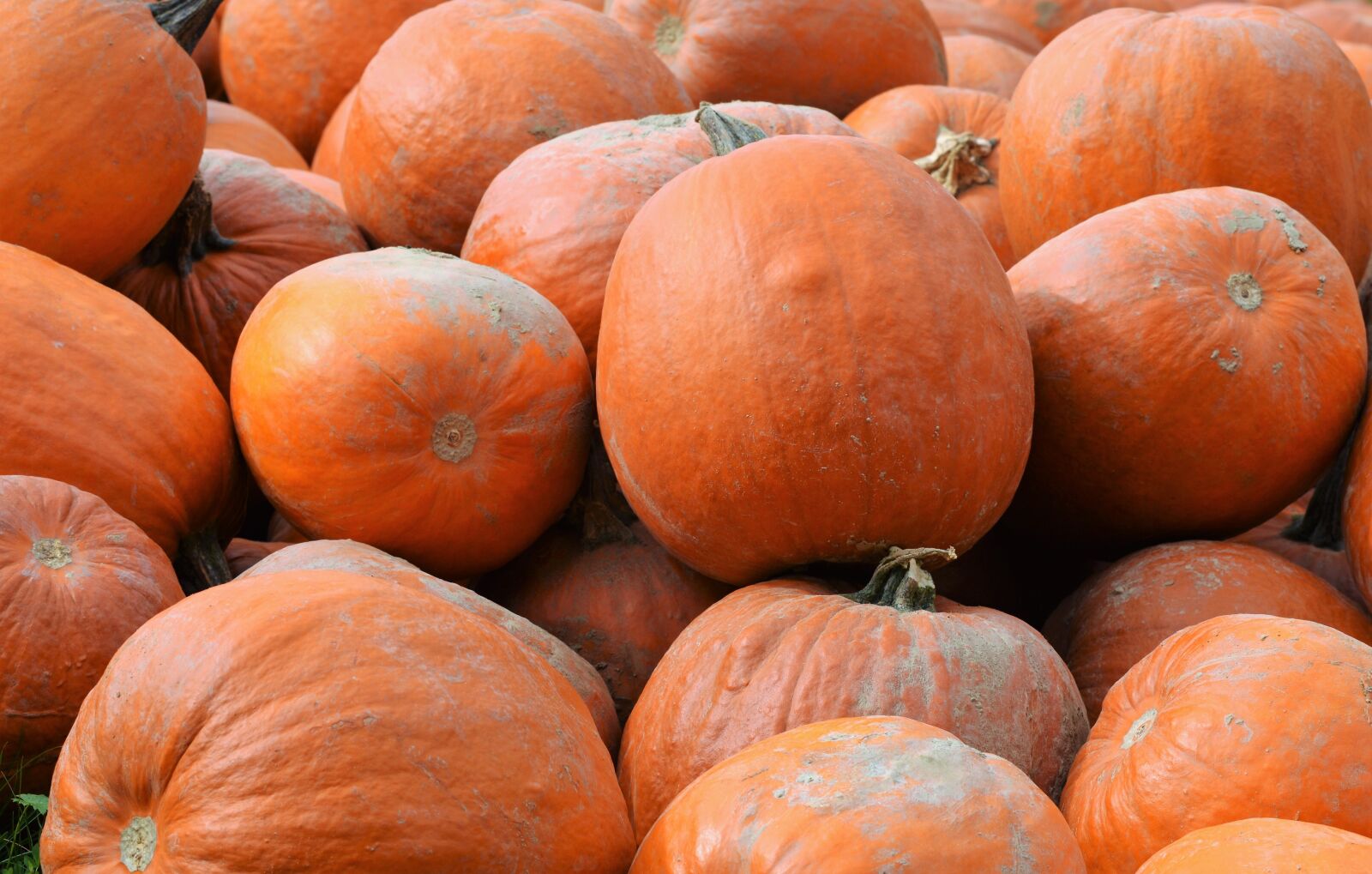 Nikon D3200 sample photo. Pumpkin, fruit, orange photography