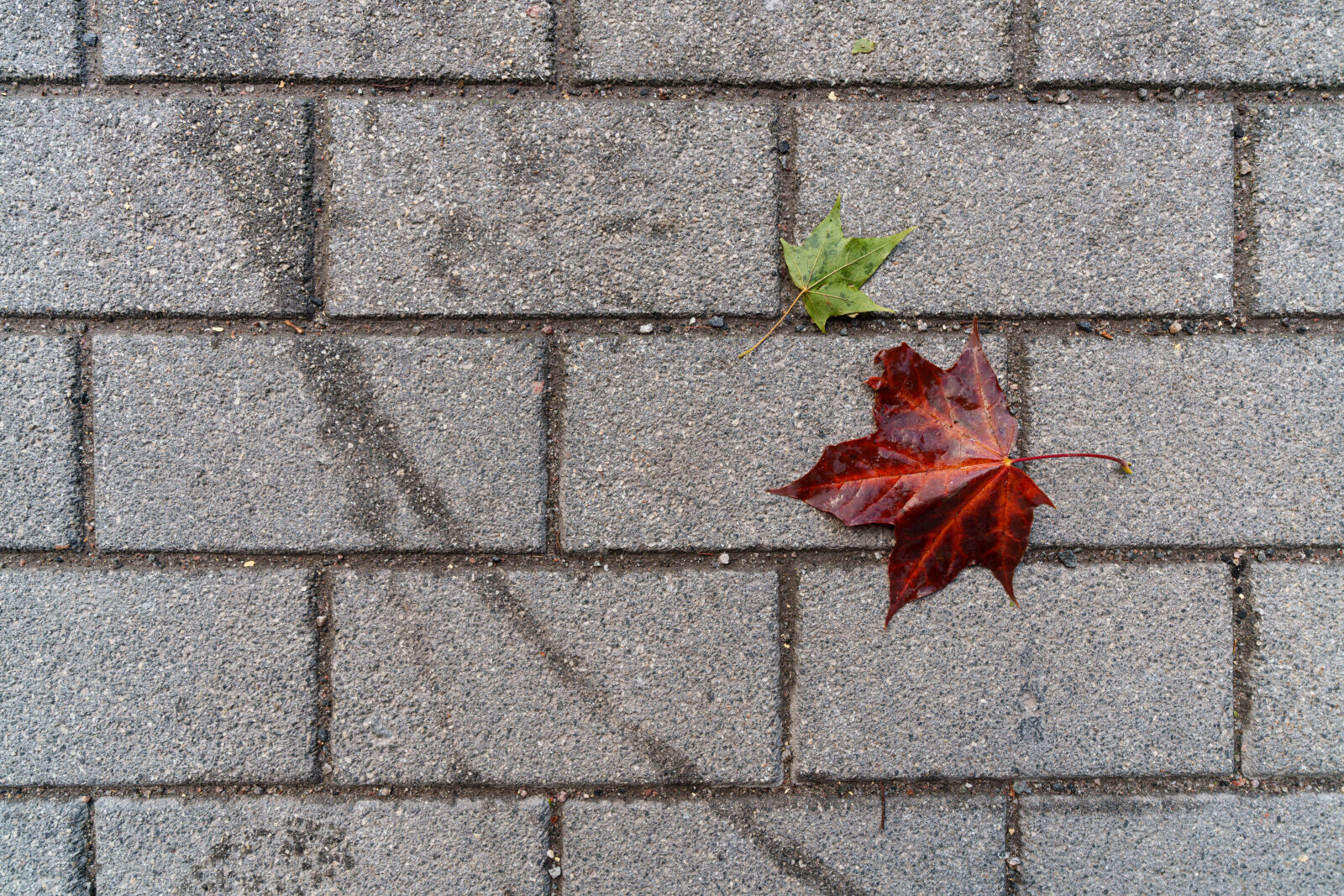 Sony FE 16-35mm F2.8 GM II sample photo. Leaves on pavement photography