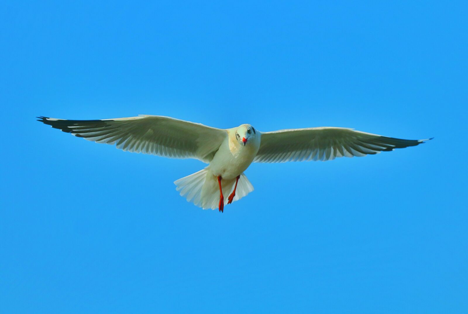 Canon EOS 760D (EOS Rebel T6s / EOS 8000D) sample photo. Bird, sea bird, fly photography