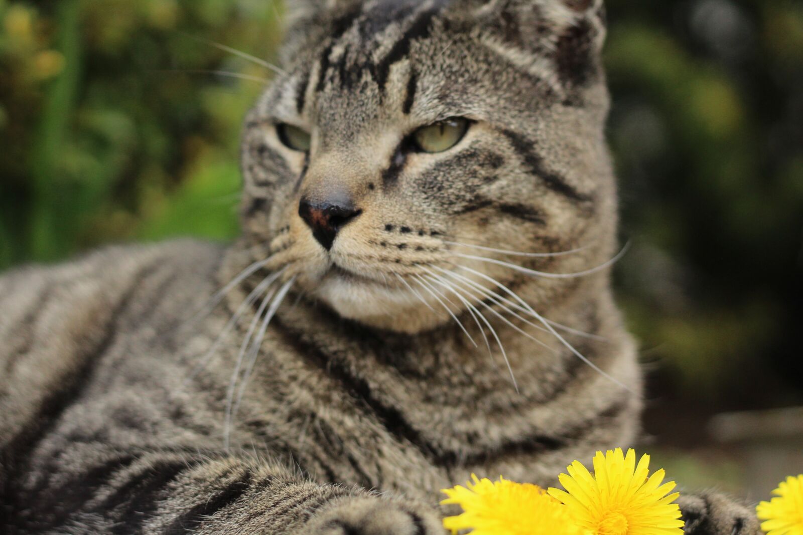 Canon EOS 1200D (EOS Rebel T5 / EOS Kiss X70 / EOS Hi) sample photo. Animals, pets, cats photography