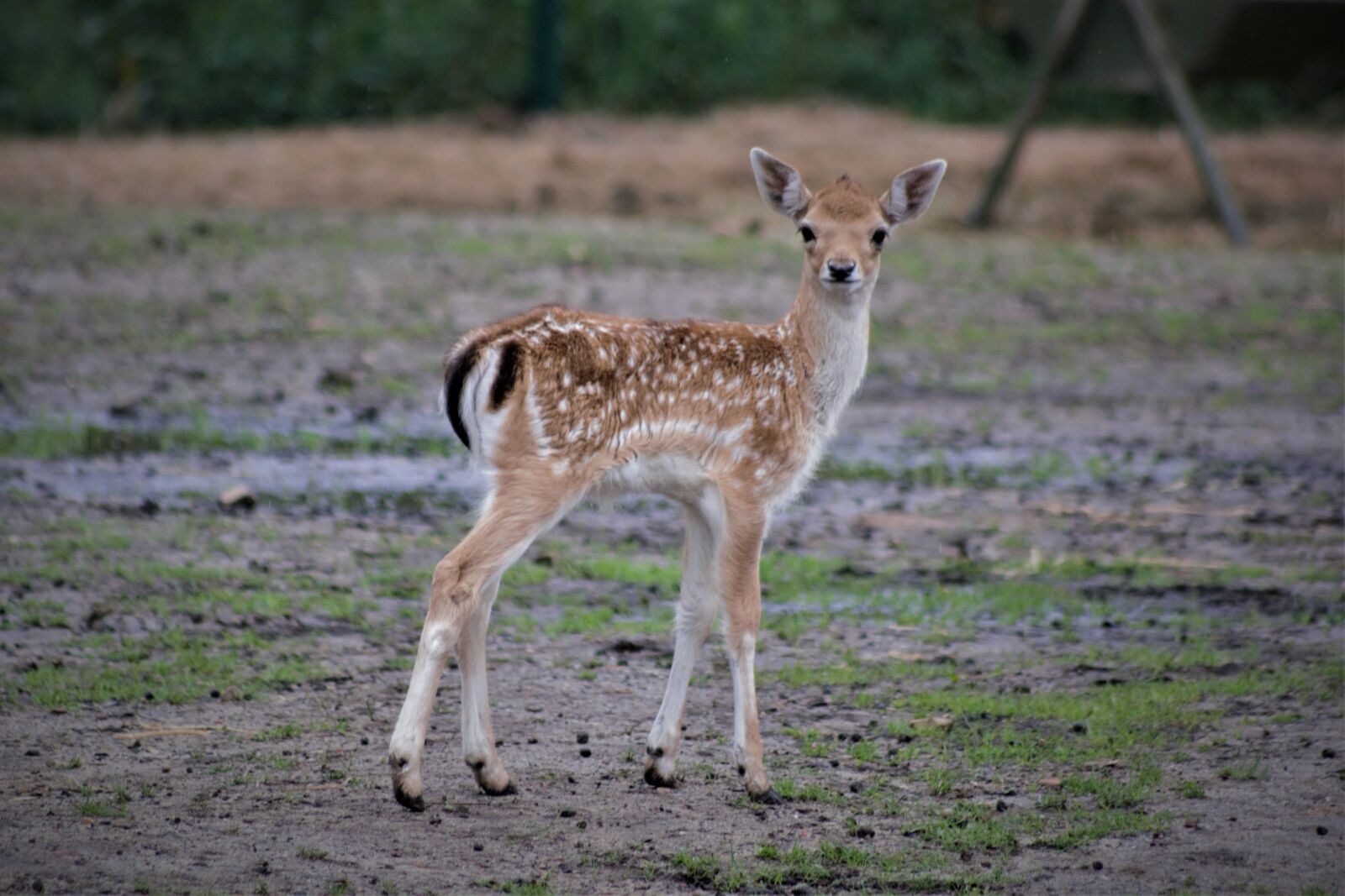 Nikon D5200 sample photo. Fawn, close up, wild photography