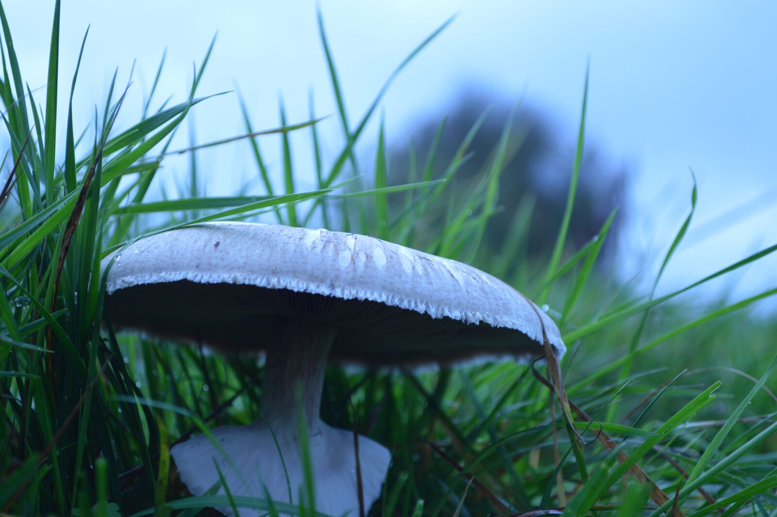 Nikon D3200 sample photo. Fungus, prairie, grass photography