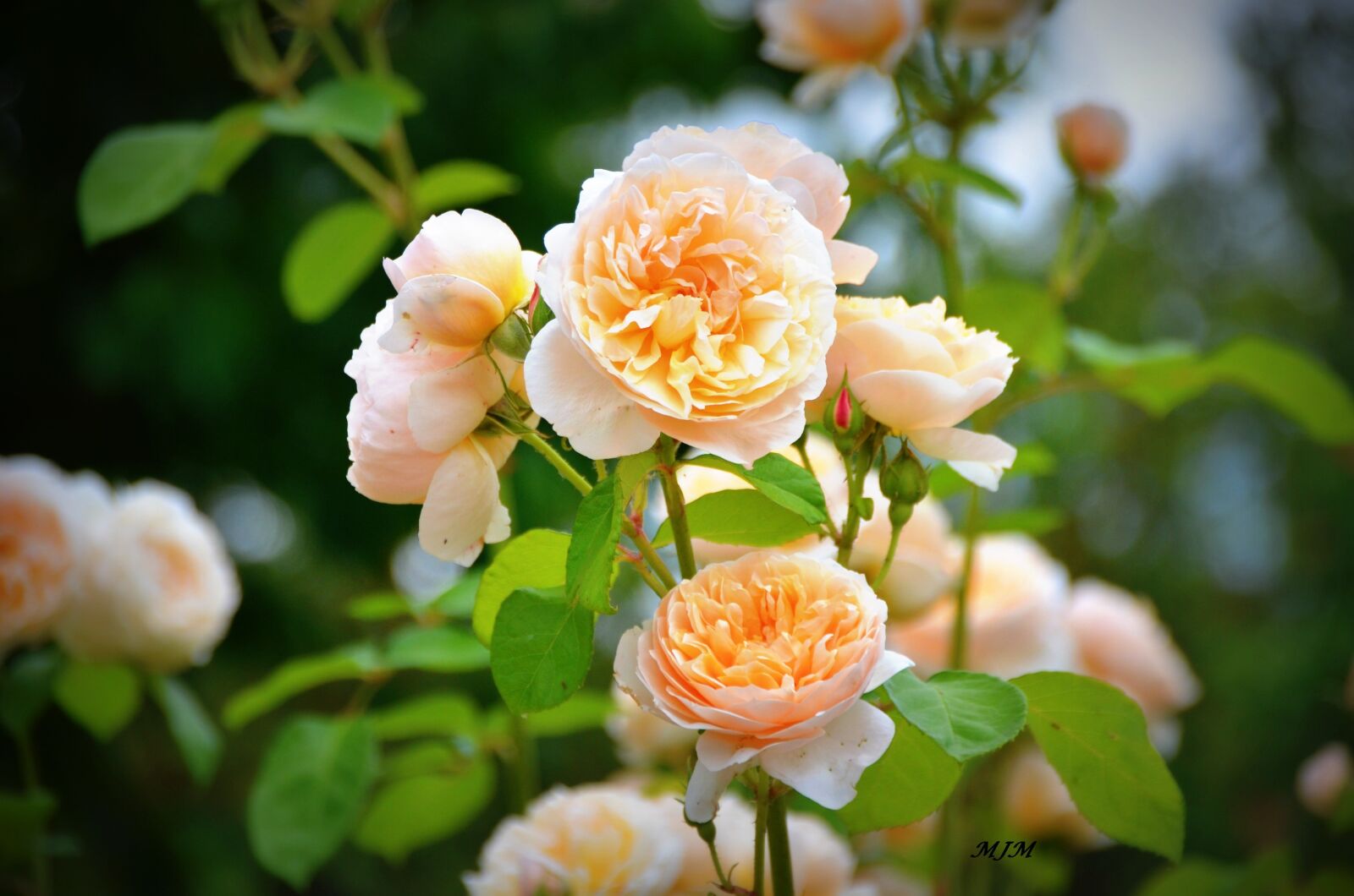 Nikon D7000 sample photo. Pink, spring, flowers photography