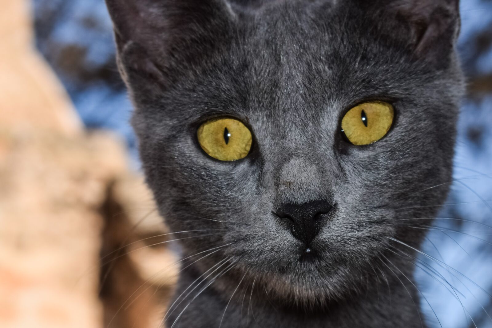 Nikon D3300 sample photo. Cat, grey, eyes photography