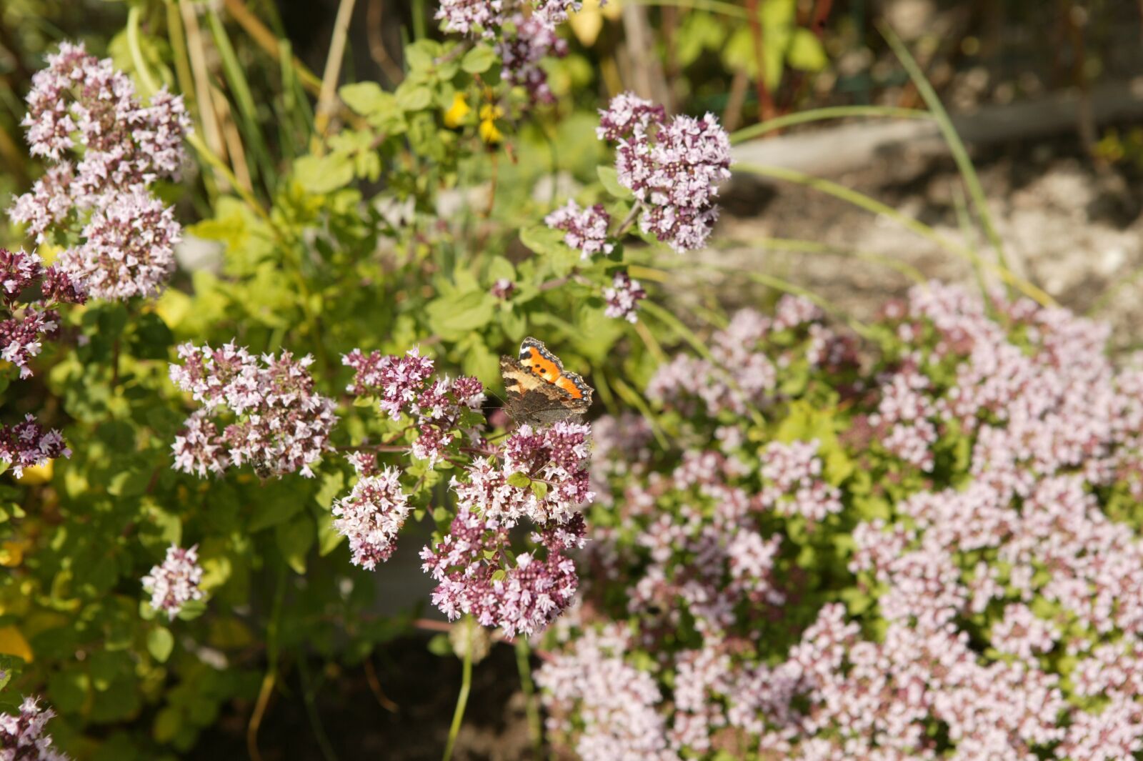 Canon EOS-1Ds sample photo. Butterfly, flower, bloom photography