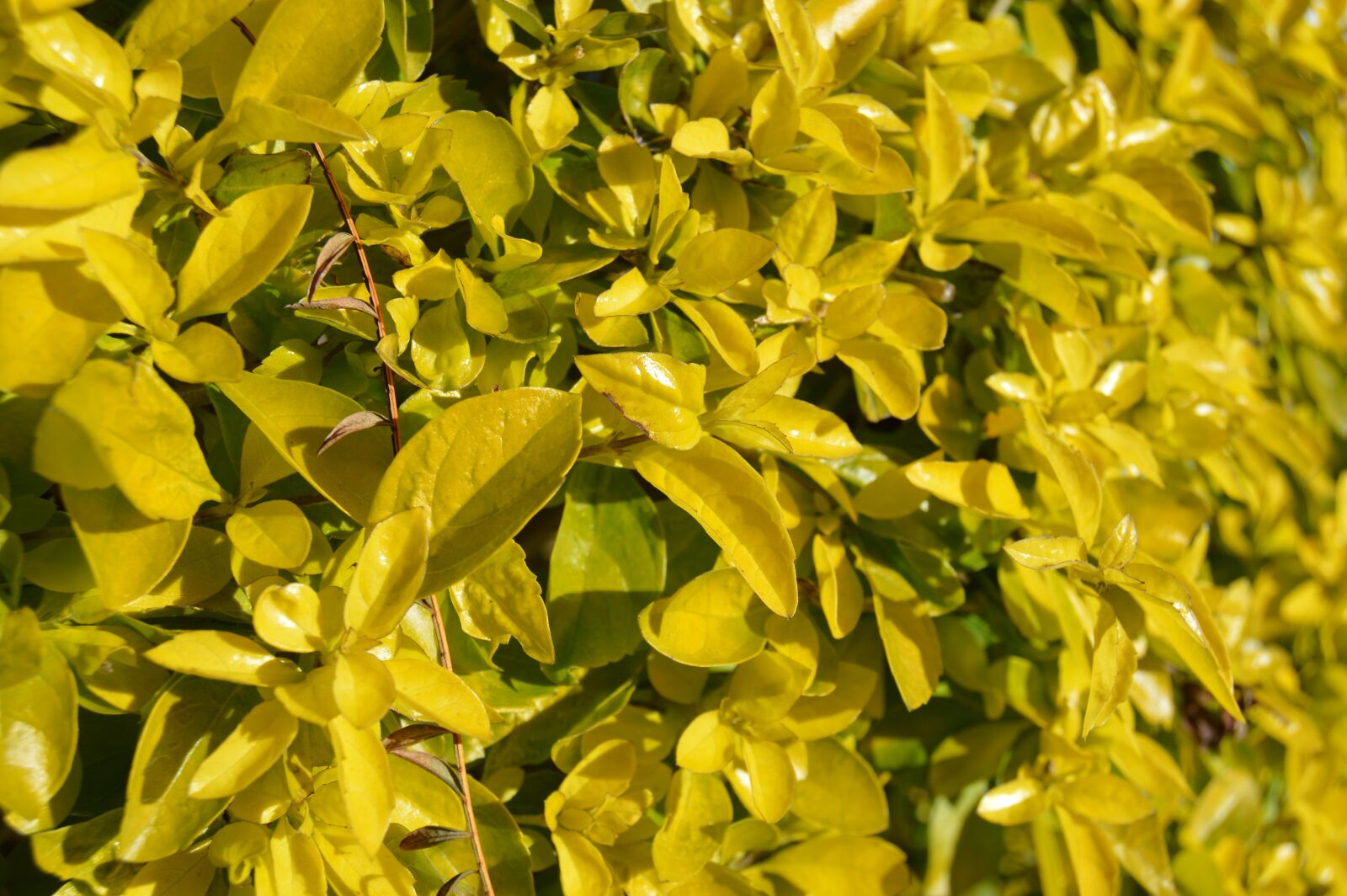Nikon D3200 sample photo. Leaves, bush, green photography