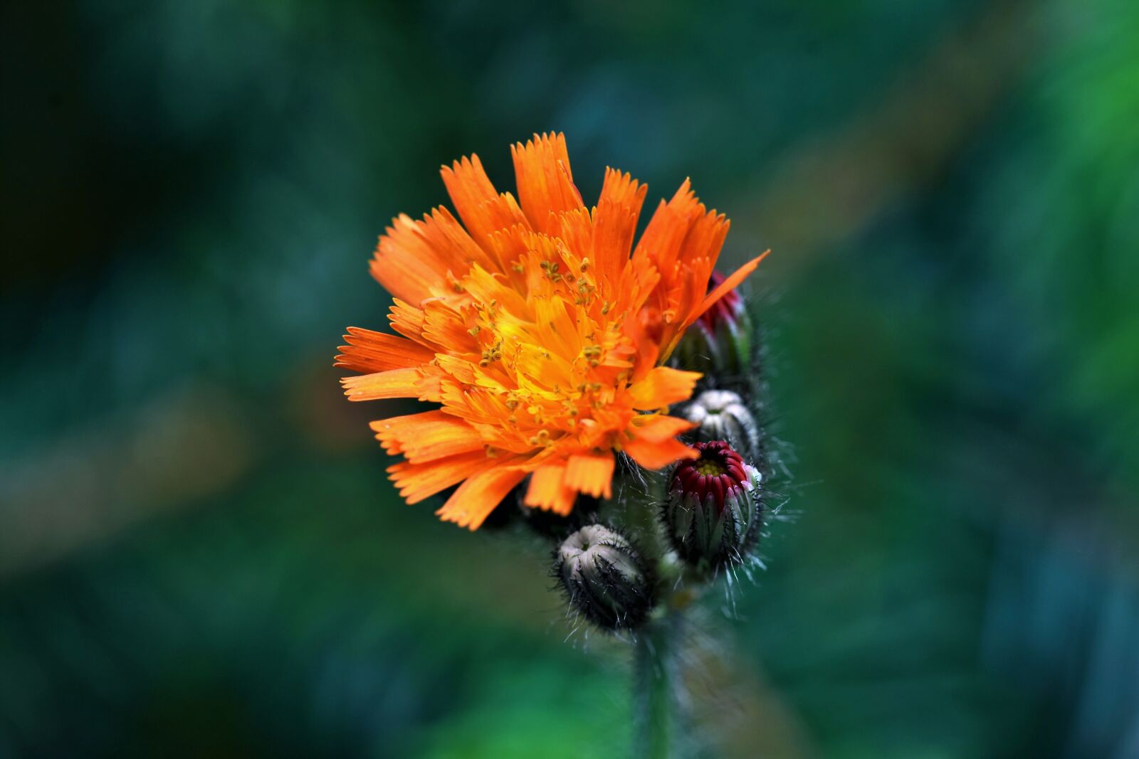 Nikon D7200 sample photo. Orange red hawkweed, composites photography