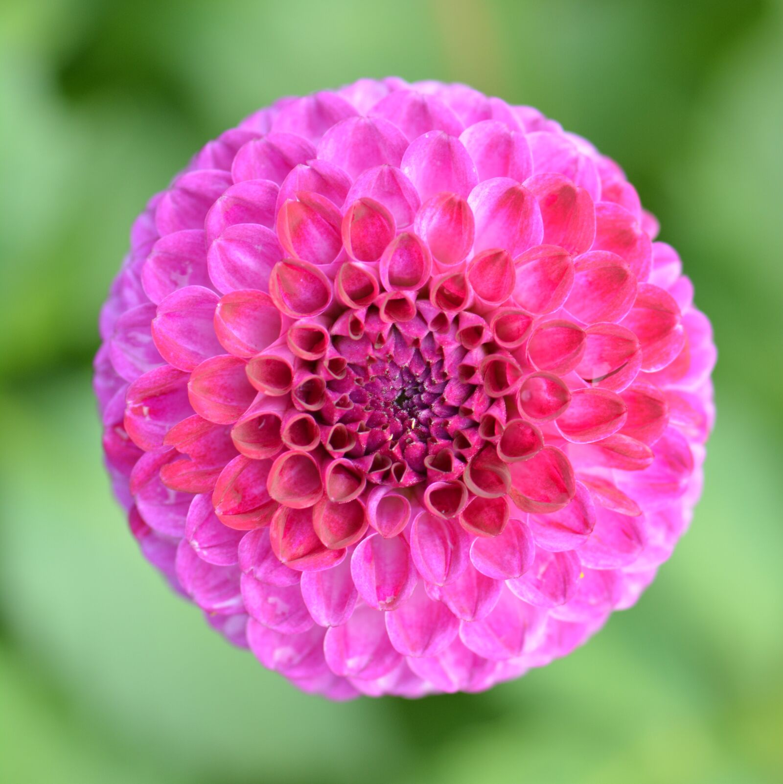 Nikon D5200 sample photo. Flower, nature, dahlia photography