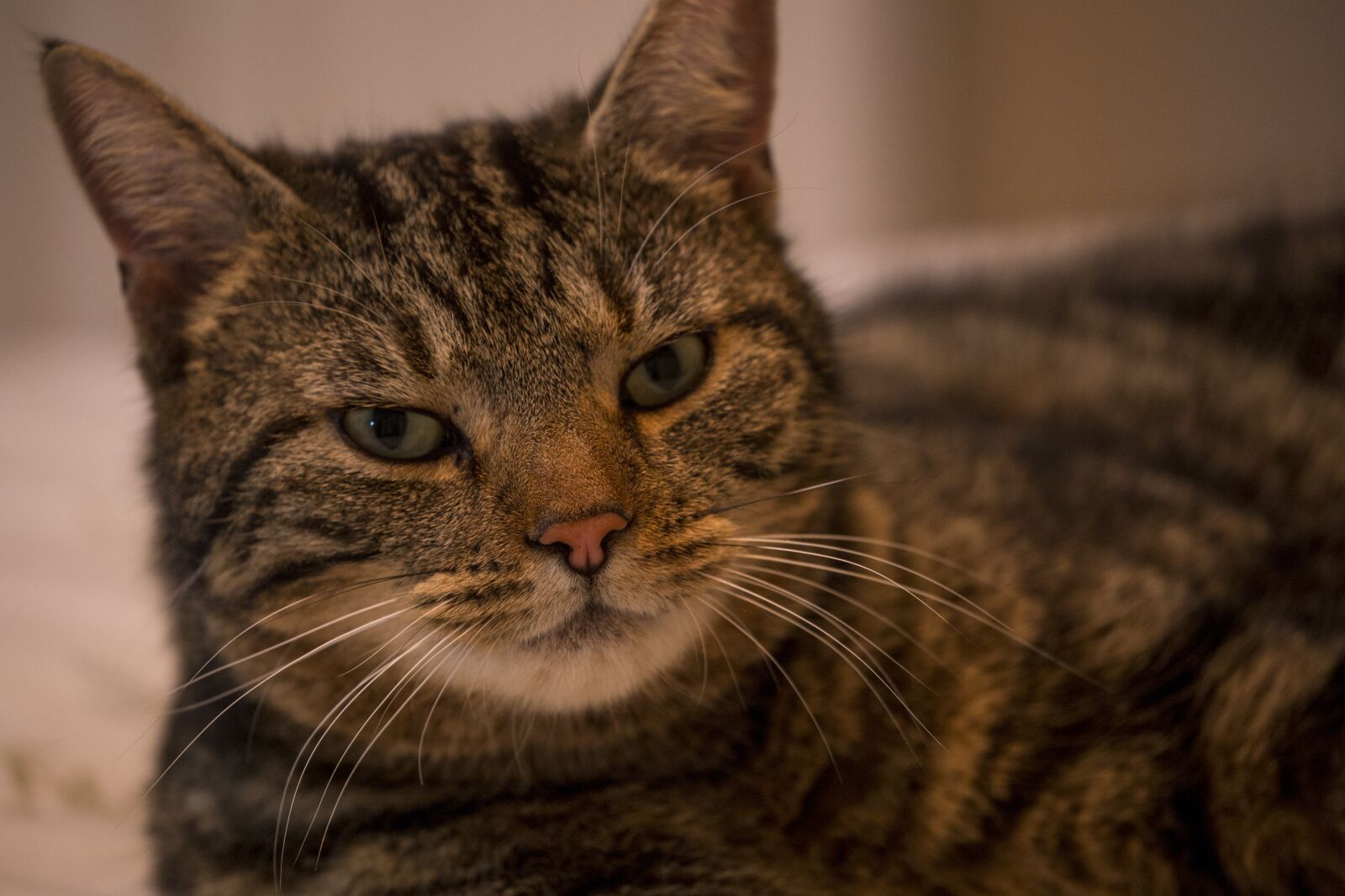 Canon EOS 6D sample photo. Cat, animals, pet photography