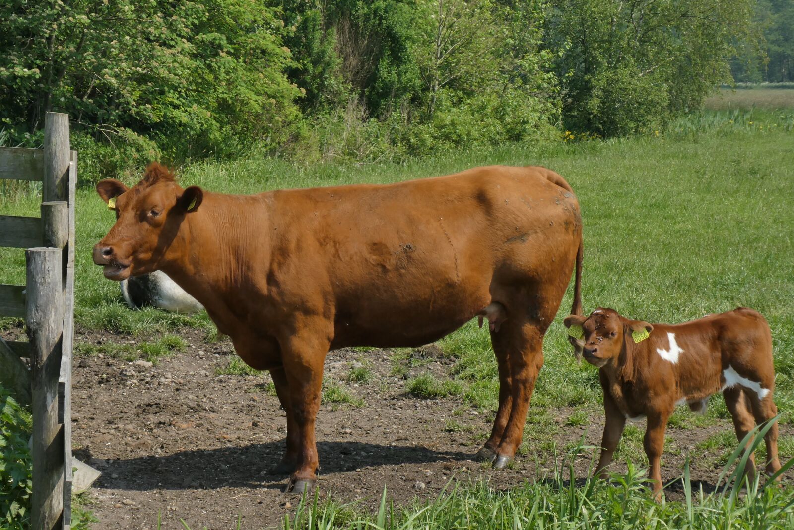 Panasonic Lumix DC-ZS70 (Lumix DC-TZ90) sample photo. Cow with calf, whey photography