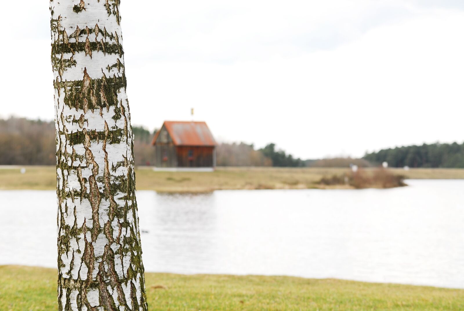 Nikon D200 sample photo. Birch, tree, lake photography