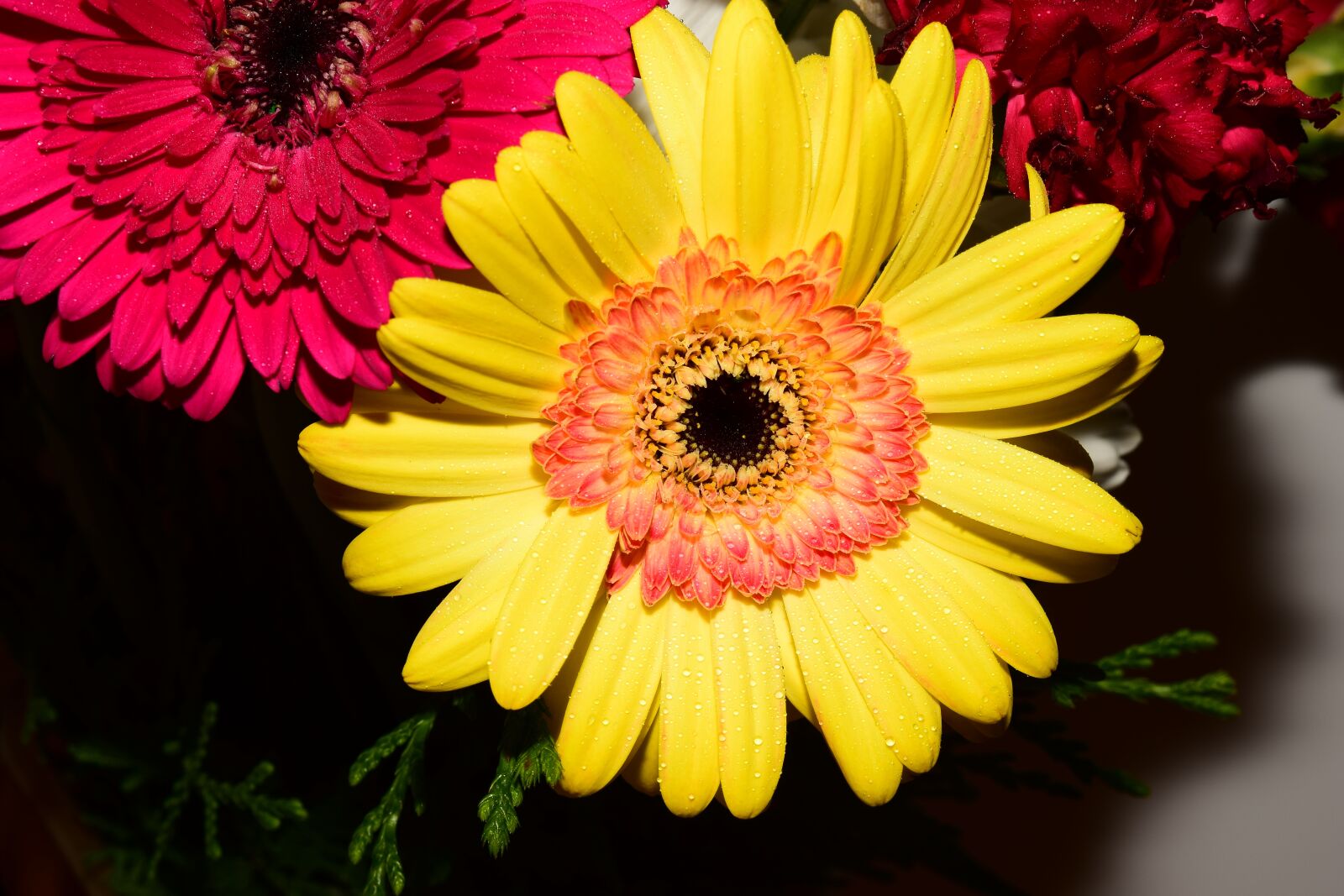 Nikon D5300 sample photo. Gerbera, flower, yellow photography