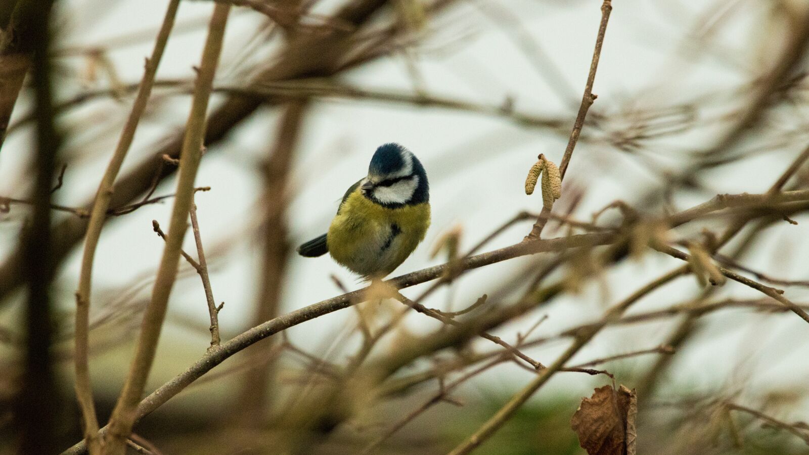 150-600mm F5-6.3 DG OS HSM | Contemporary 015 sample photo. Blue tit, garden, bird photography