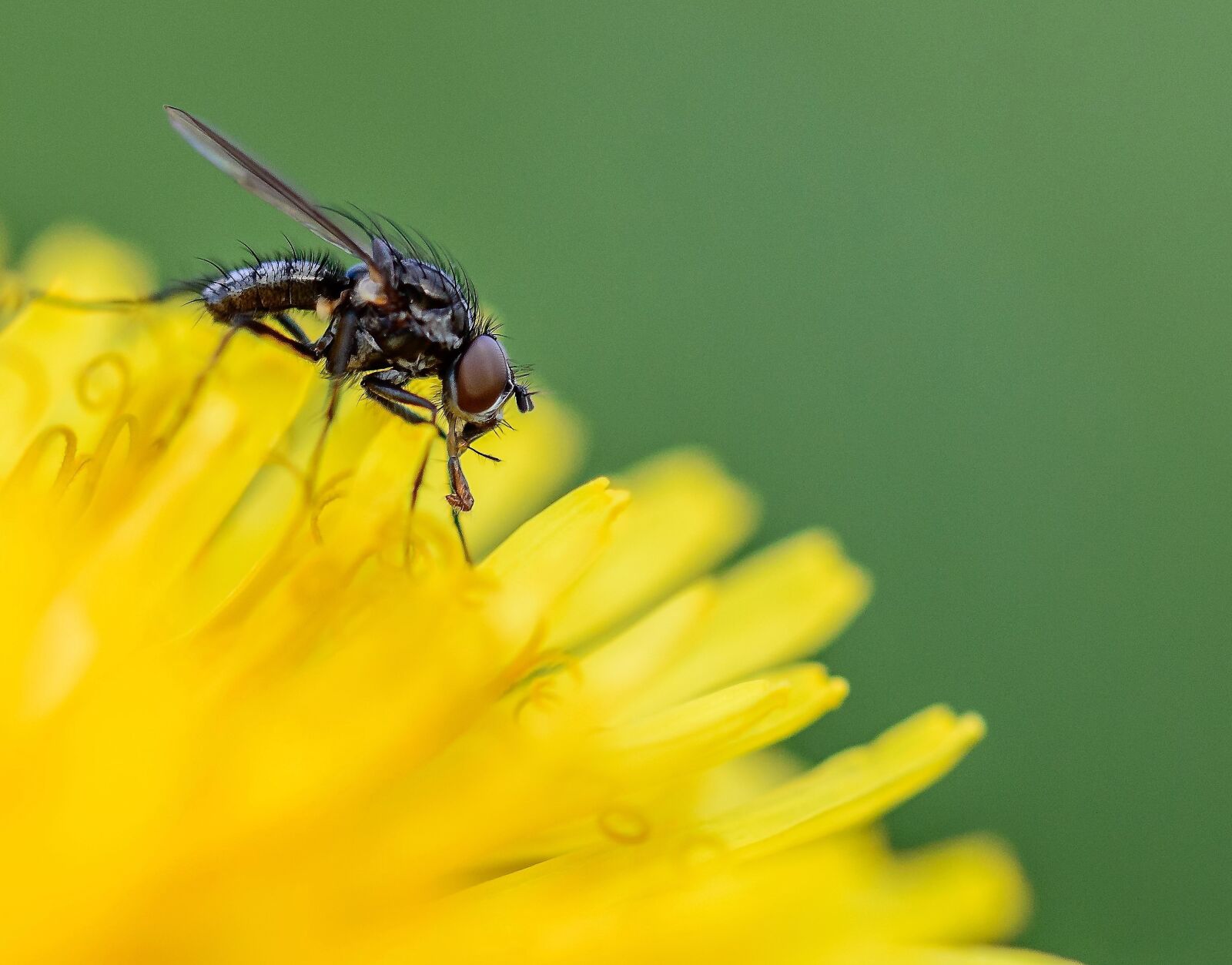 Tamron SP AF 60mm F2 Di II LD IF Macro sample photo. Fly, macro, nature photography