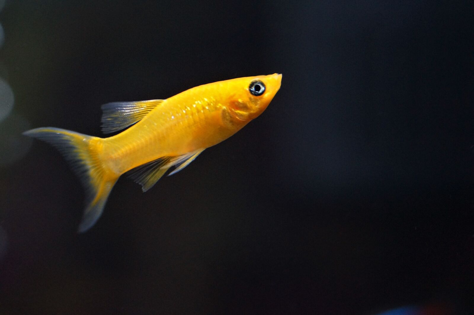Sony SLT-A58 sample photo. Fish, aquarium, freshwater photography