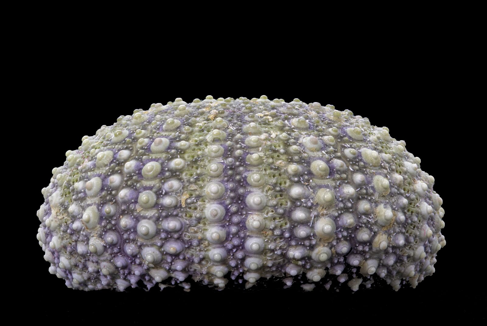 Canon EOS 800D (EOS Rebel T7i / EOS Kiss X9i) sample photo. Sea-anemone, shell, nature photography