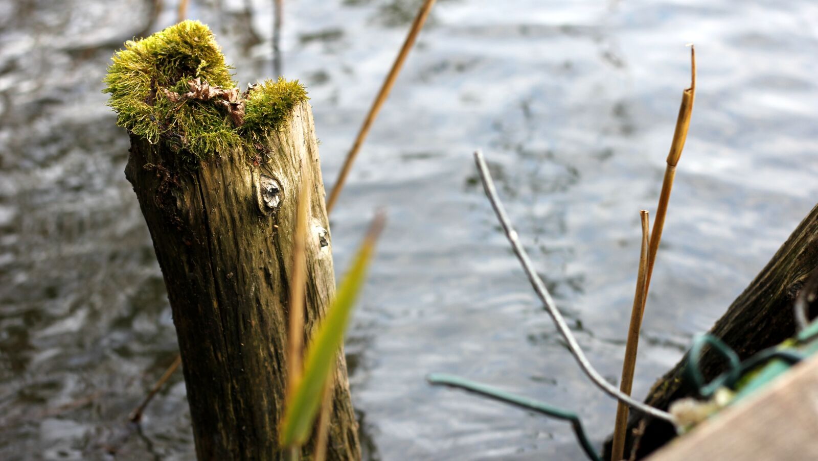 Canon EOS 60D + Canon EF 50mm F1.8 II sample photo. Lake, water, moss photography
