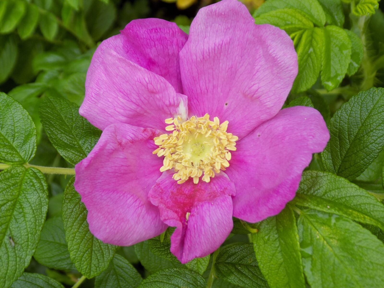 Nikon COOLPIX L340 sample photo. Apple rose, potato rose photography