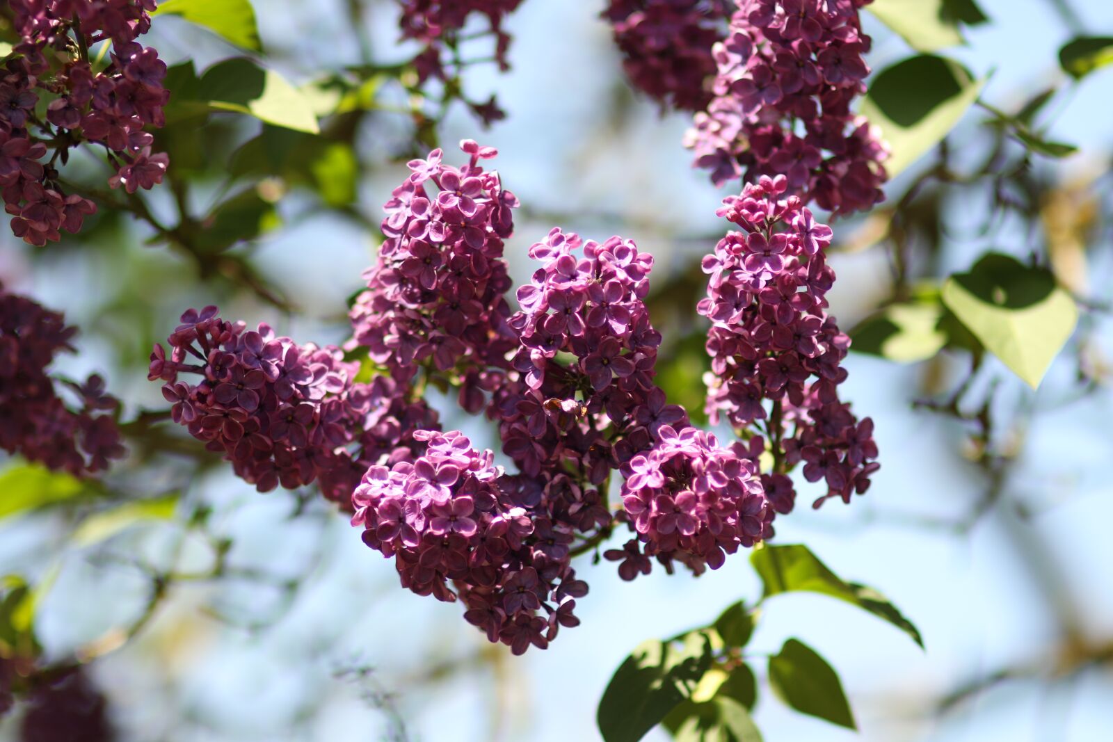 Canon EOS 7D Mark II sample photo. Flower, lilac, s photography