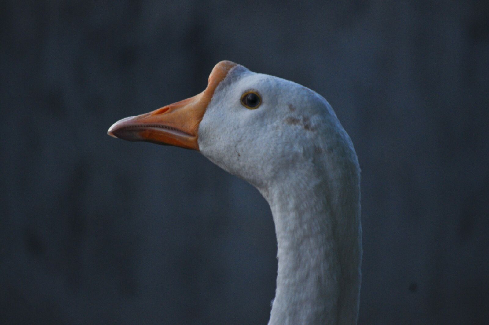 Nikon D5000 sample photo. Ducks, bird, duck photography