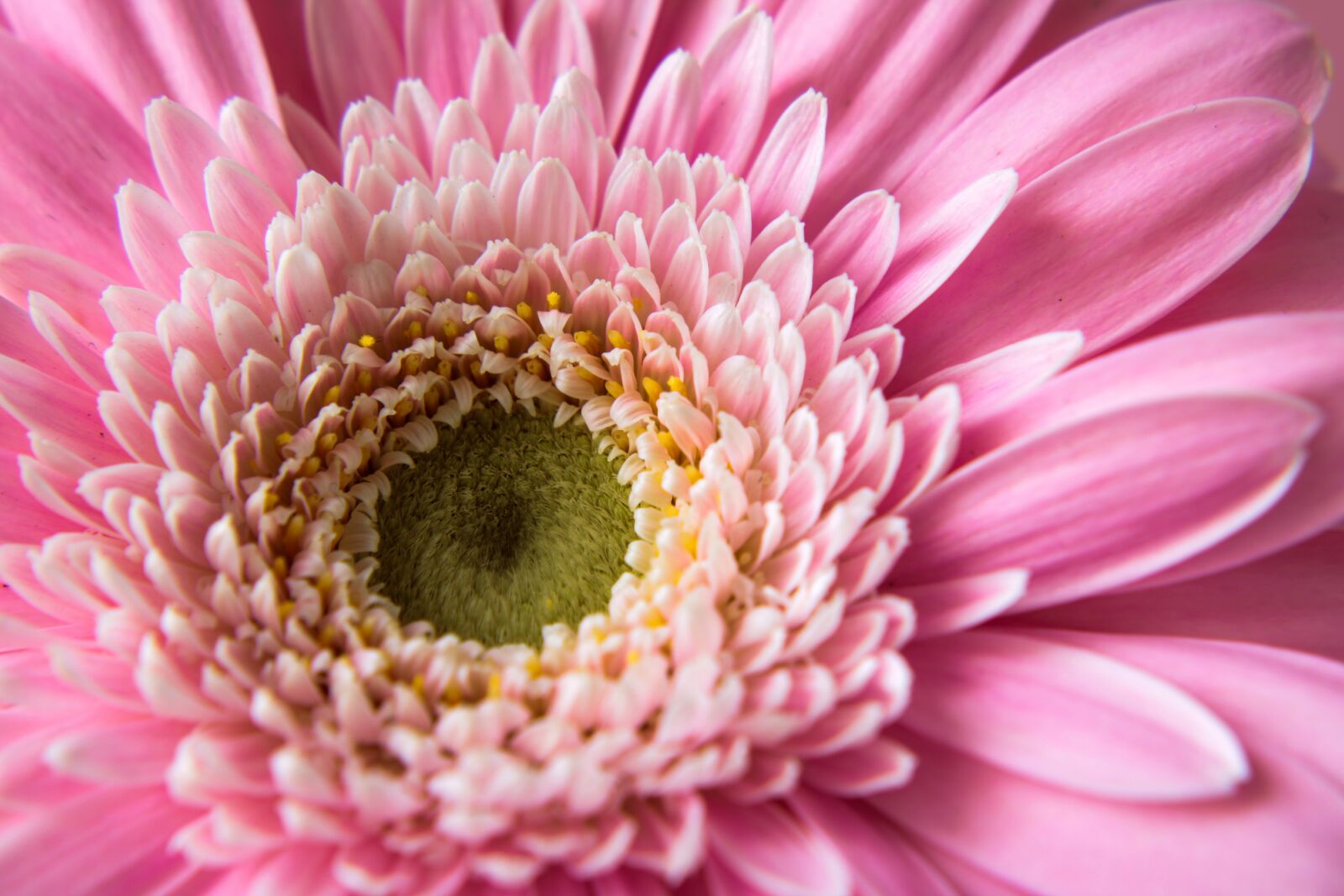 Canon EOS 2000D (EOS Rebel T7 / EOS Kiss X90 / EOS 1500D) sample photo. Gerbera, pink, flower photography