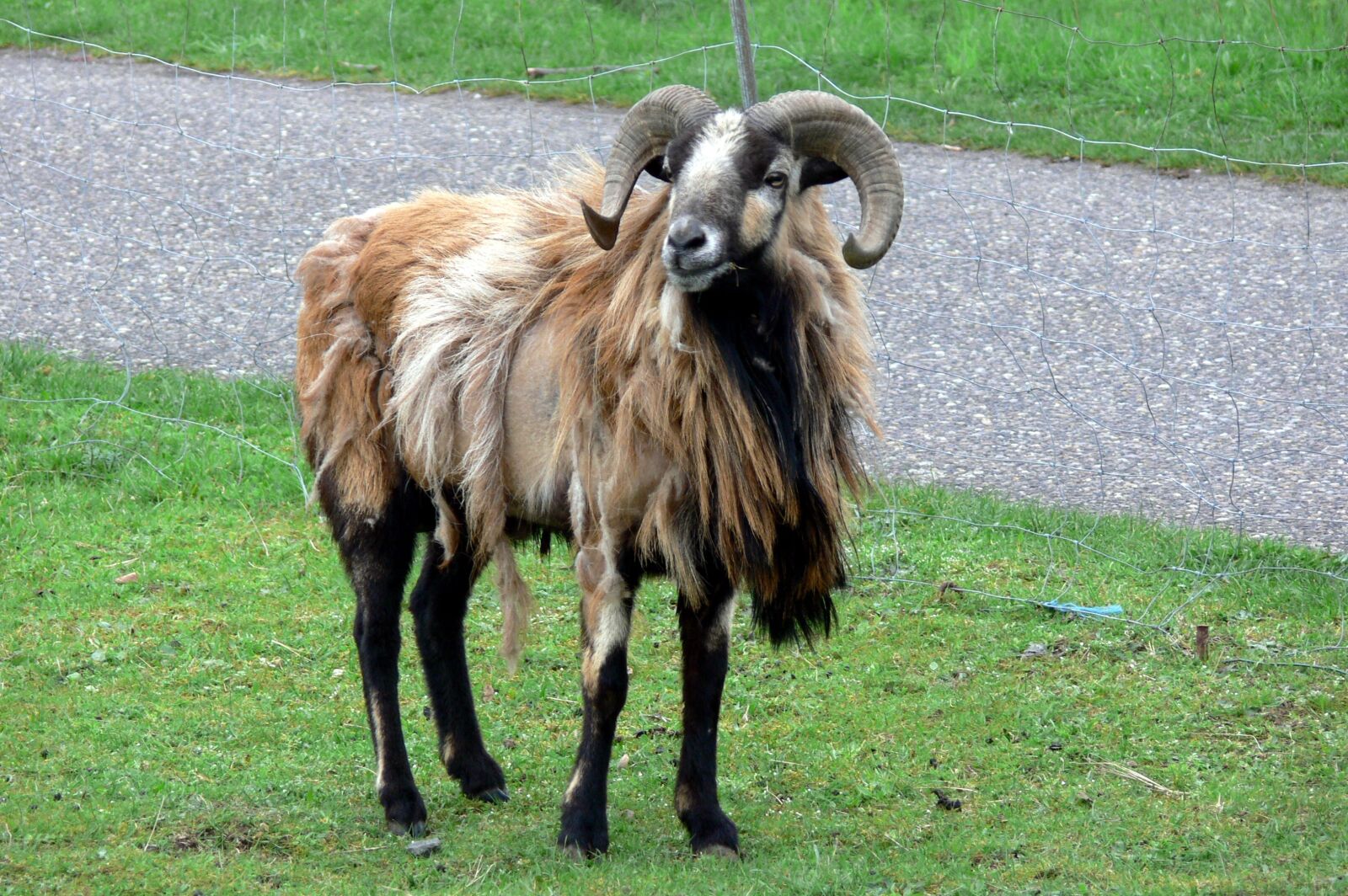 Panasonic DMC-FZ30 sample photo. Sheep, aries, animals photography