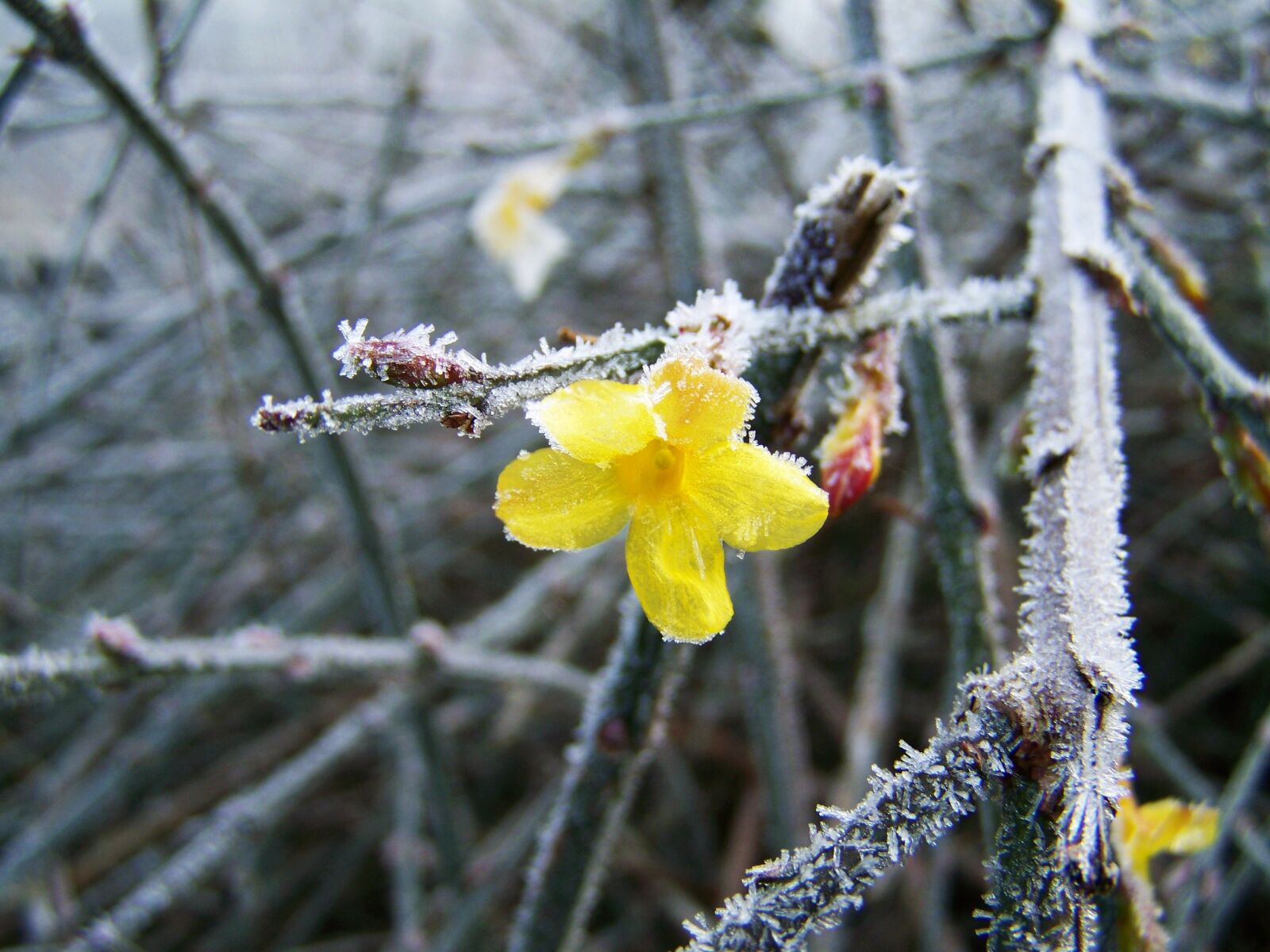 Kodak EASYSHARE ZD710 ZOOM DIGITAL CAMERA sample photo. Jasmine, winter, frost photography