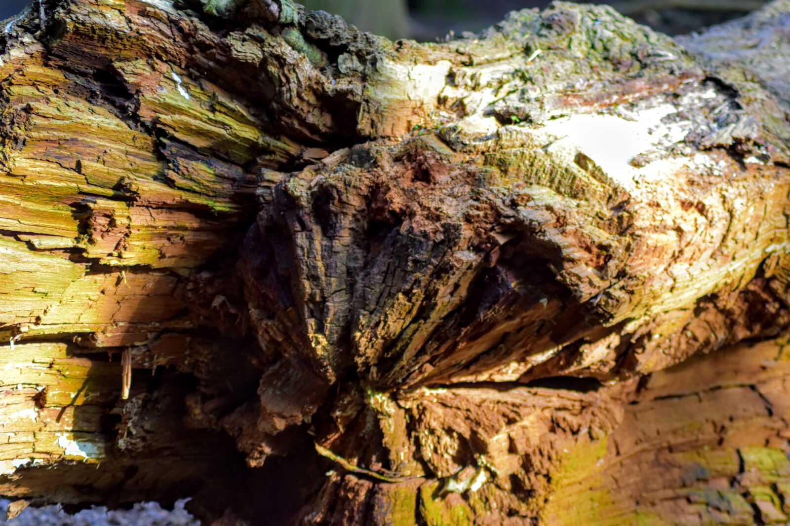 Nikon D3500 sample photo. Tree, dead wood, wood photography