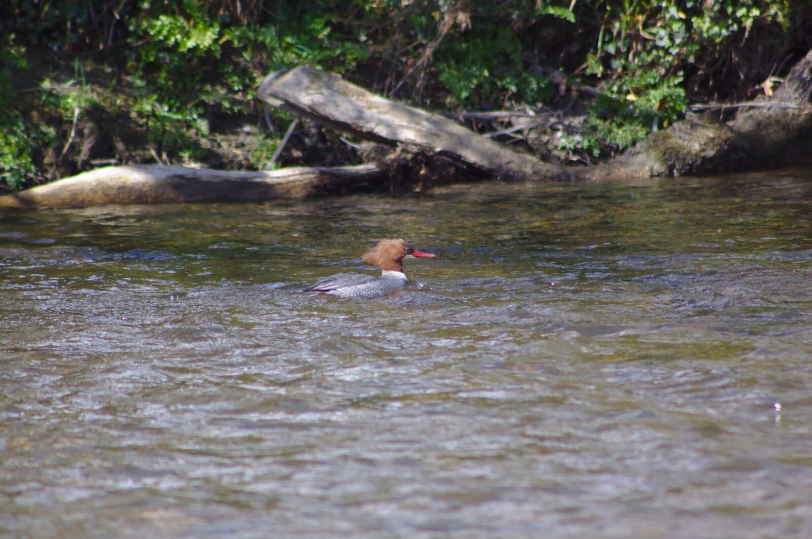Canon EOS 50D sample photo. Goosander, bird, waterbird photography