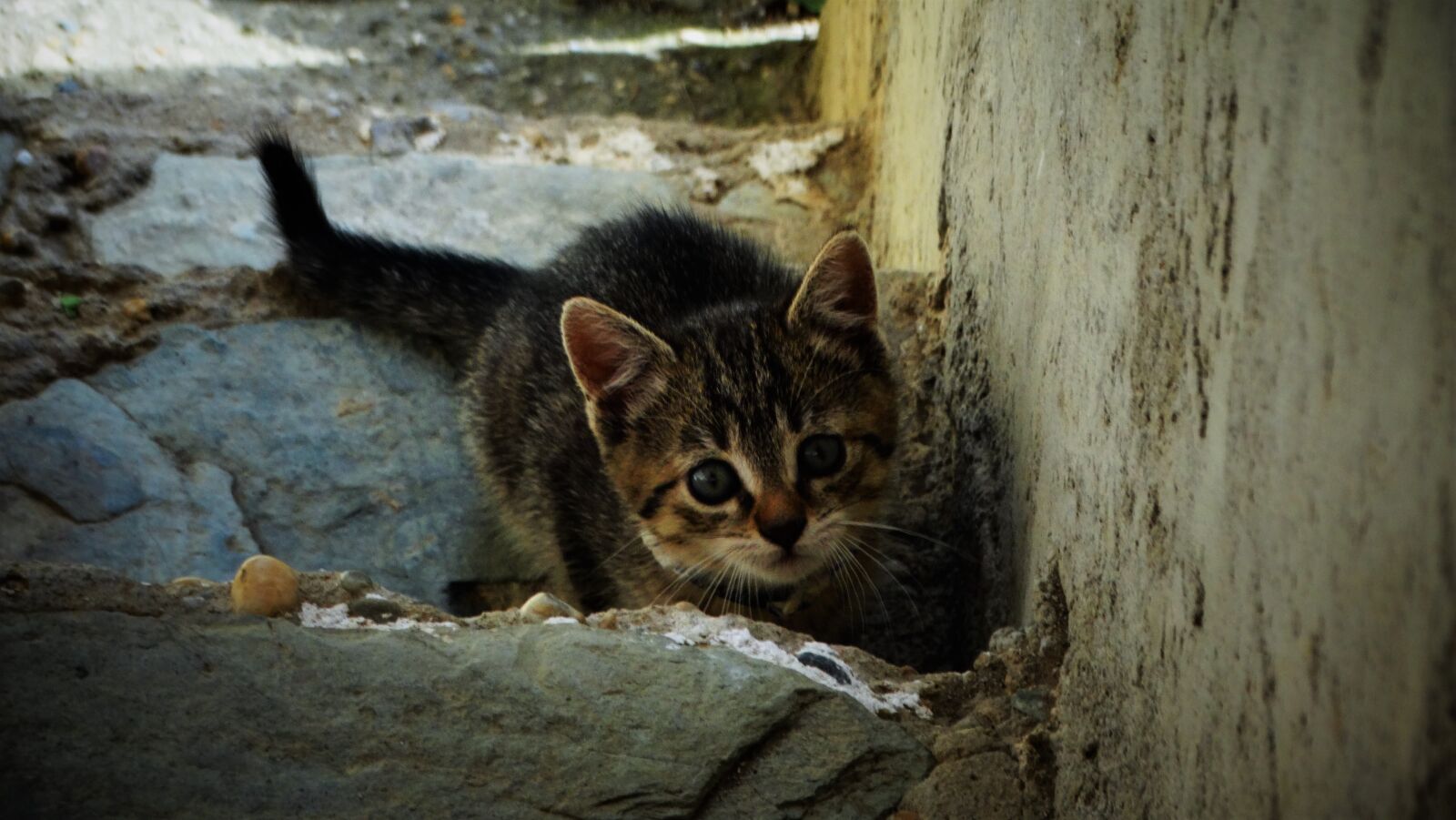 Sony Cyber-shot DSC-HX300 sample photo. Cat, kitten, animal photography