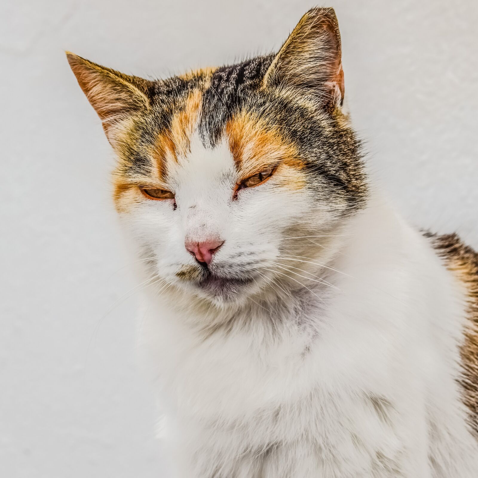 Nikon D3300 sample photo. Cat, stray, homeless photography