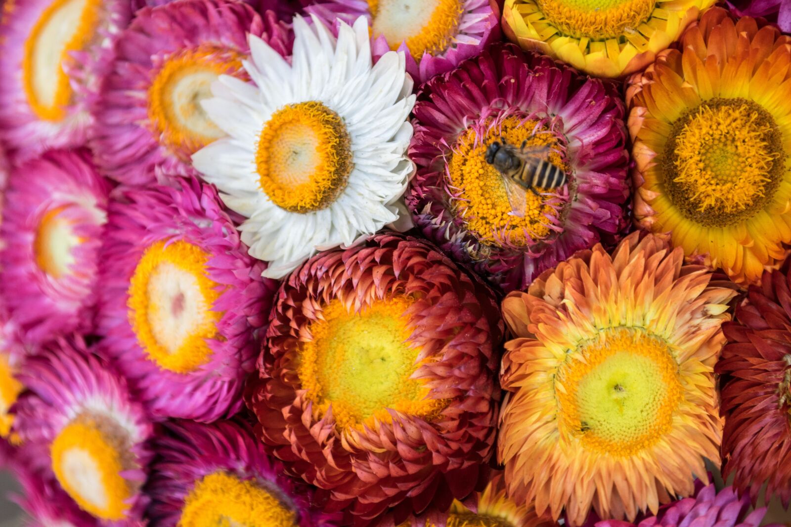 Nikon D5300 sample photo. Nature, flower, plant photography