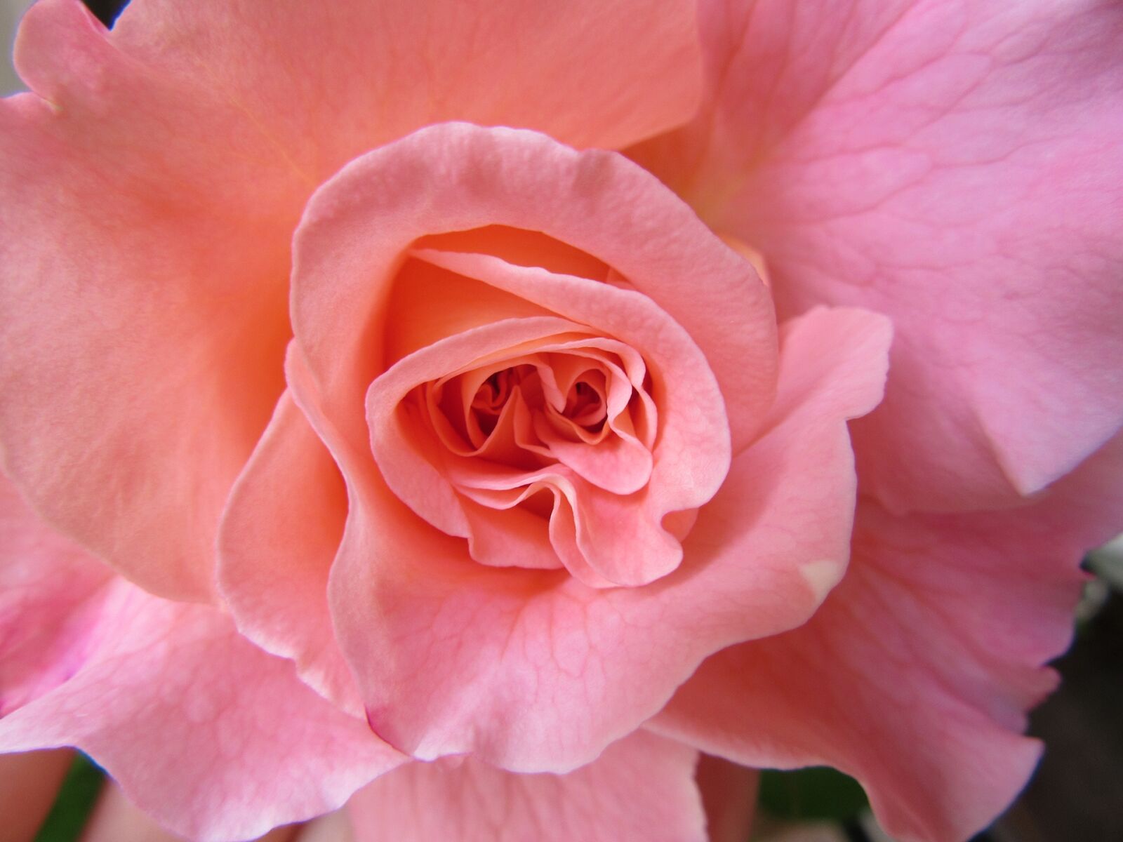 Canon PowerShot SX600 HS sample photo. Rose, fragrance, romance photography