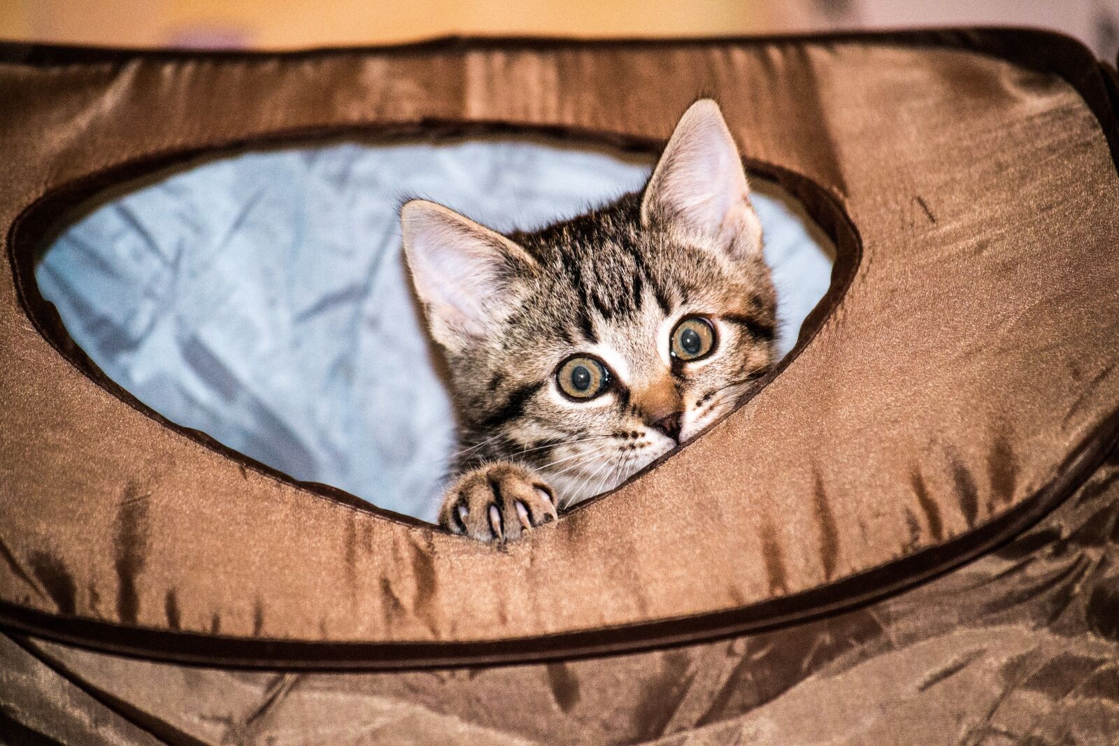 Nikon D3100 sample photo. Cat, small, young photography