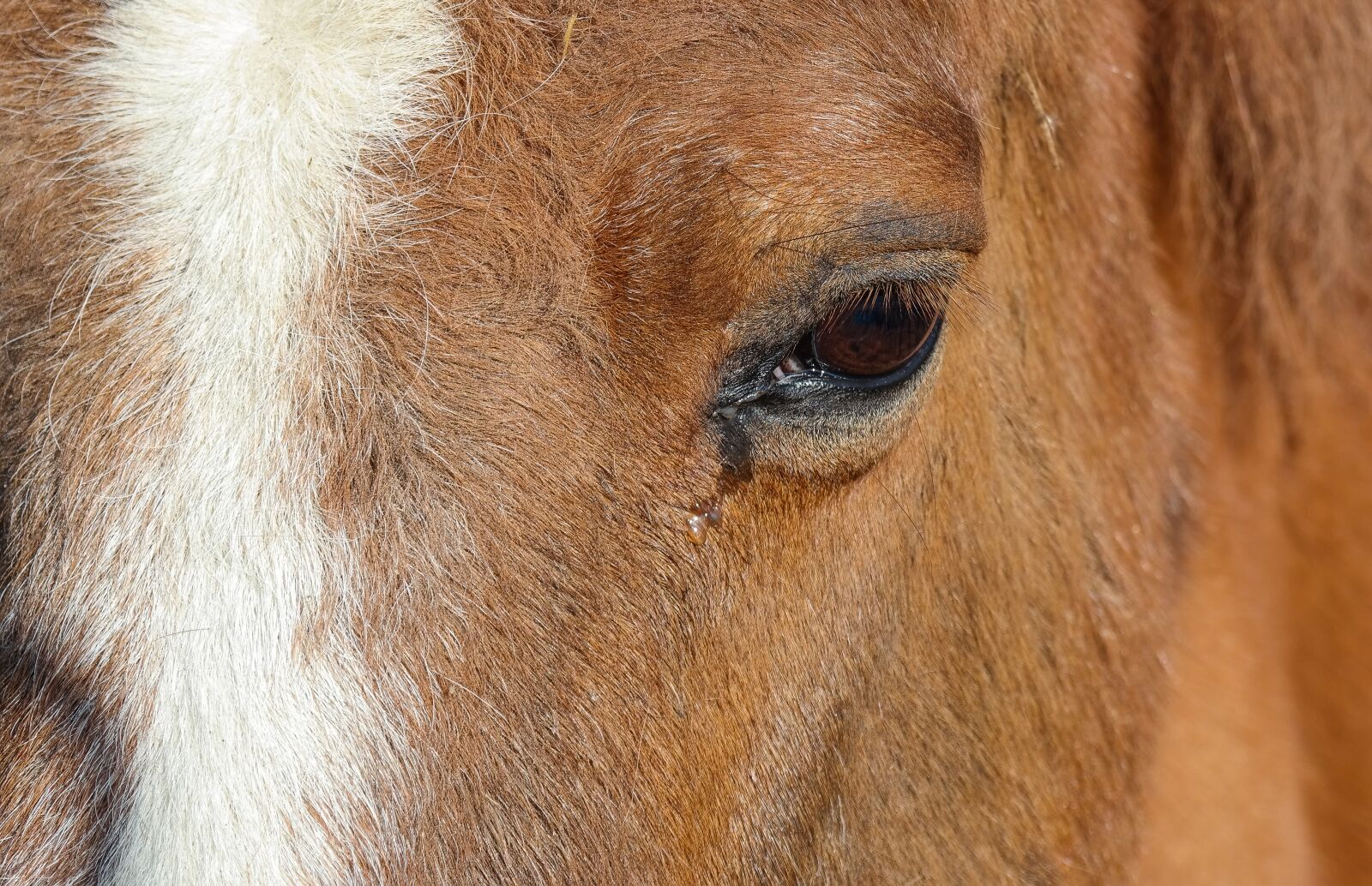 Samsung NX300 sample photo. Horse, horse head, animal photography