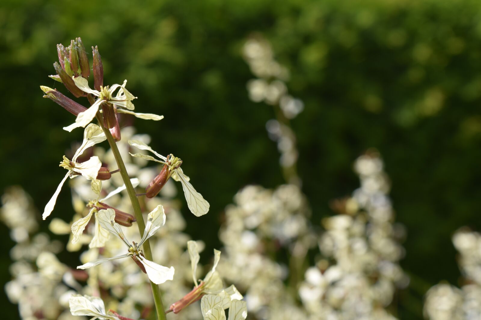 Nikon D3300 sample photo. Rocket, rucola bloom, arugula photography