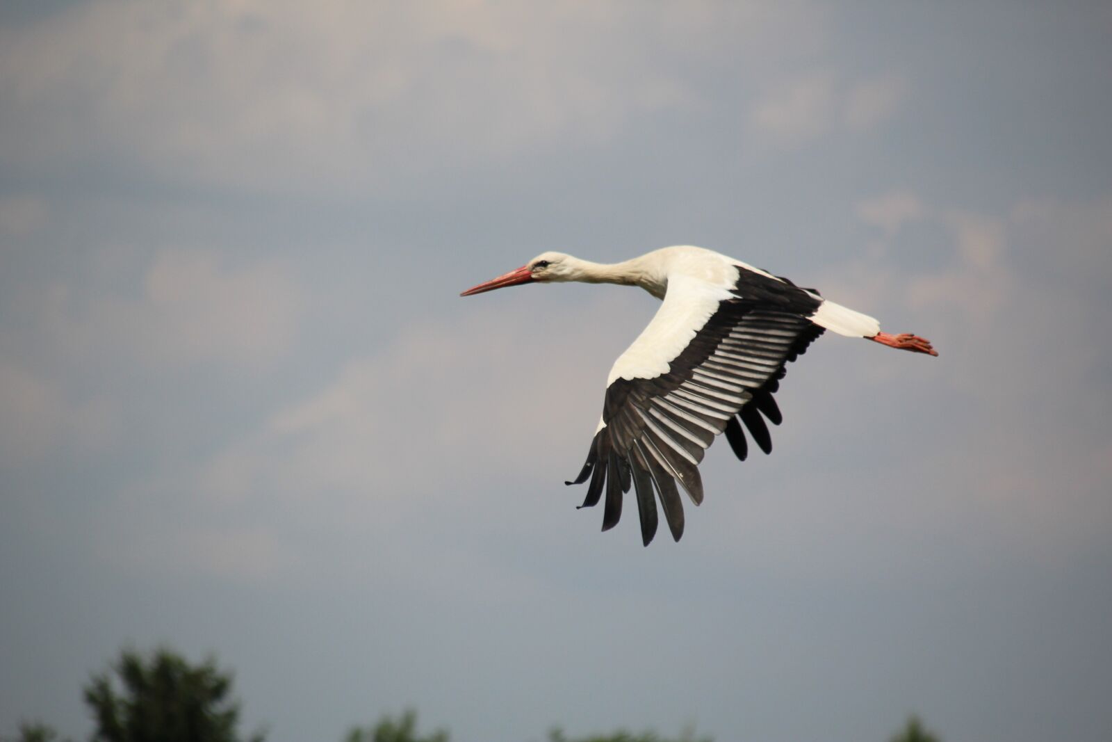 Canon EOS 1200D (EOS Rebel T5 / EOS Kiss X70 / EOS Hi) sample photo. Stork, bird, white stork photography