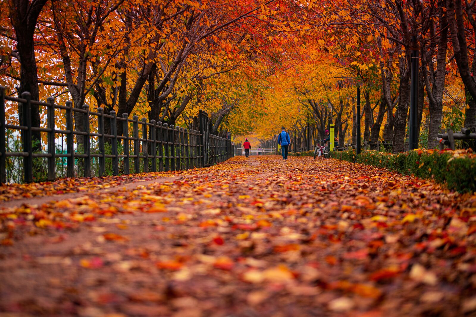 105mm F2.8 sample photo. Footpath, autumn, leaves photography