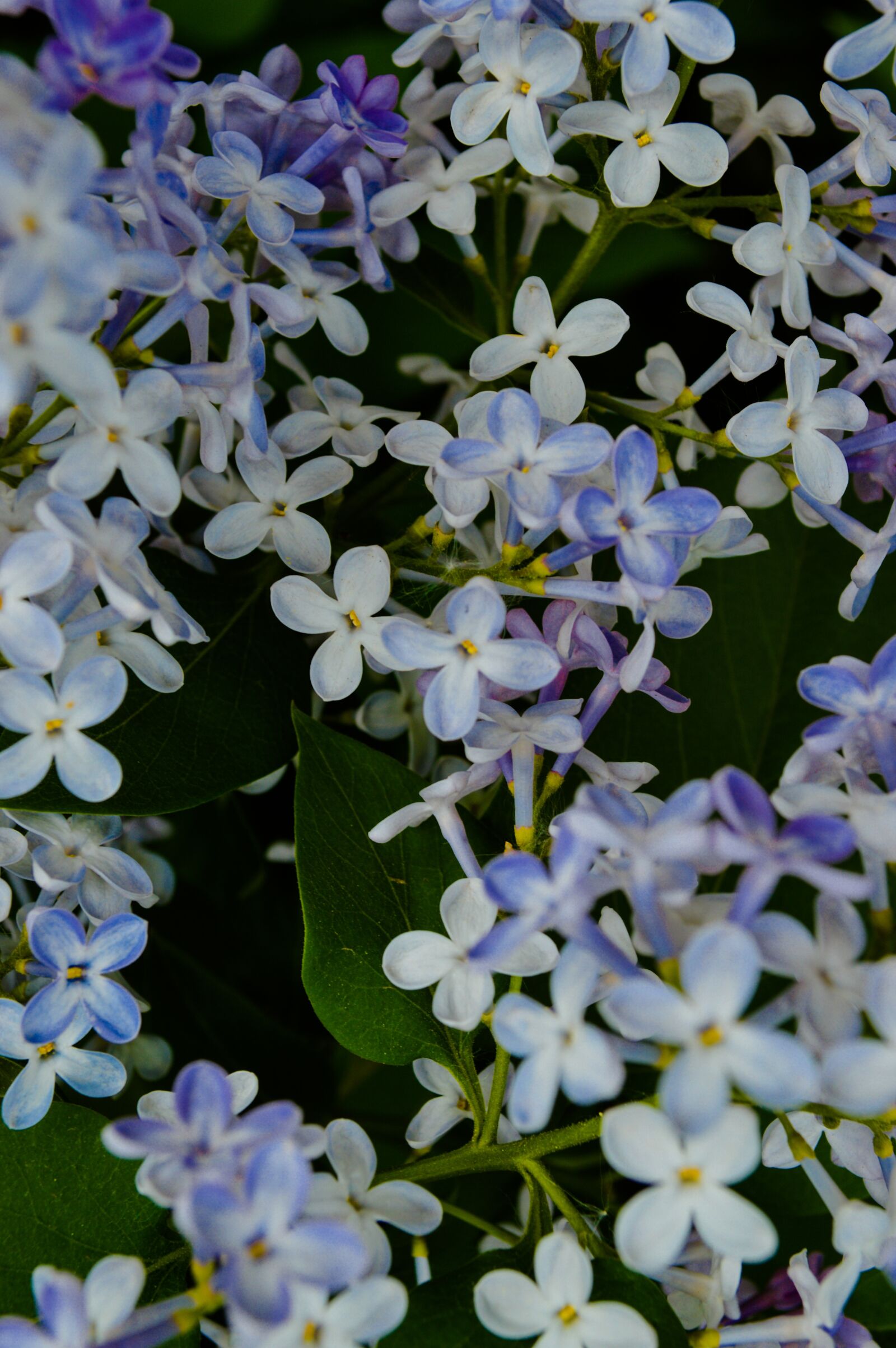 Nikon D3200 sample photo. Flowers, flowering shrub, garden photography