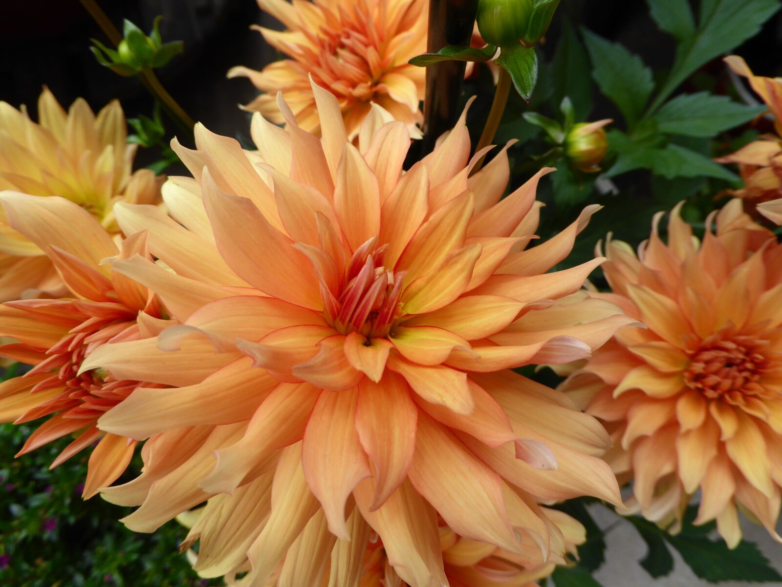Panasonic DMC-TZ61 sample photo. Chrysanthemum, yellow, flowers photography