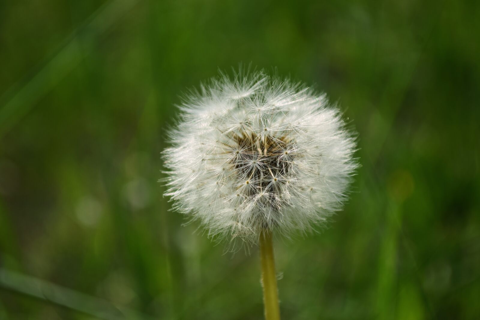 Nikon D5300 sample photo. Close-up, dandelion, delicate photography