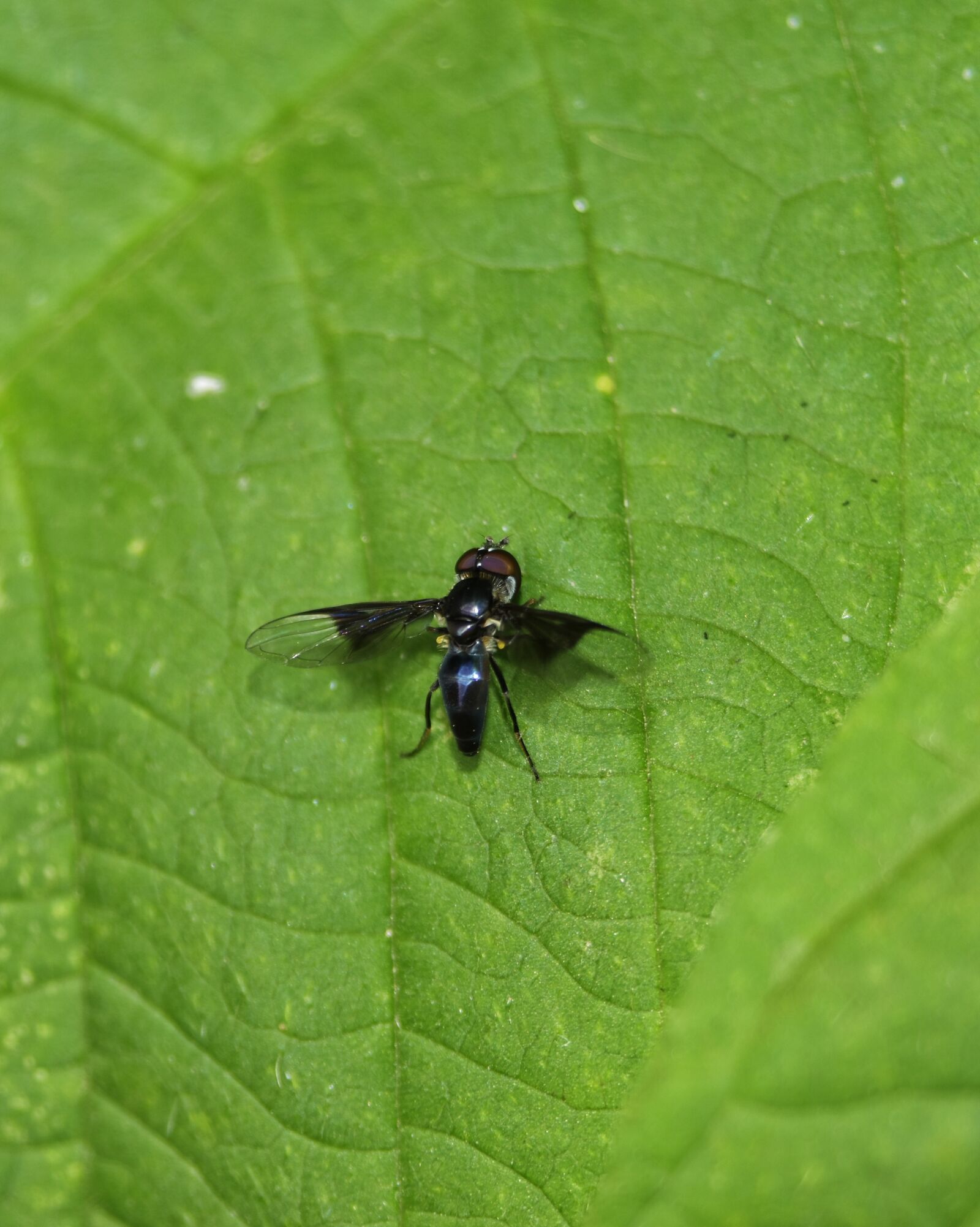 Nikon D5500 sample photo. Arthropoda, arthropod, insecta photography