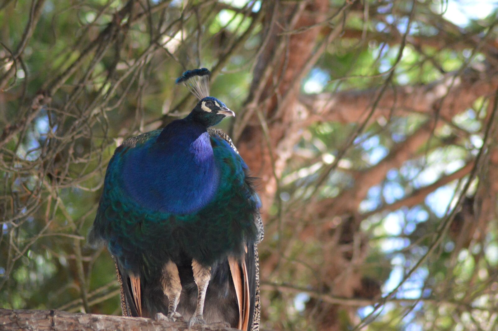 Nikon D3200 sample photo. Bird, peacock, tree photography