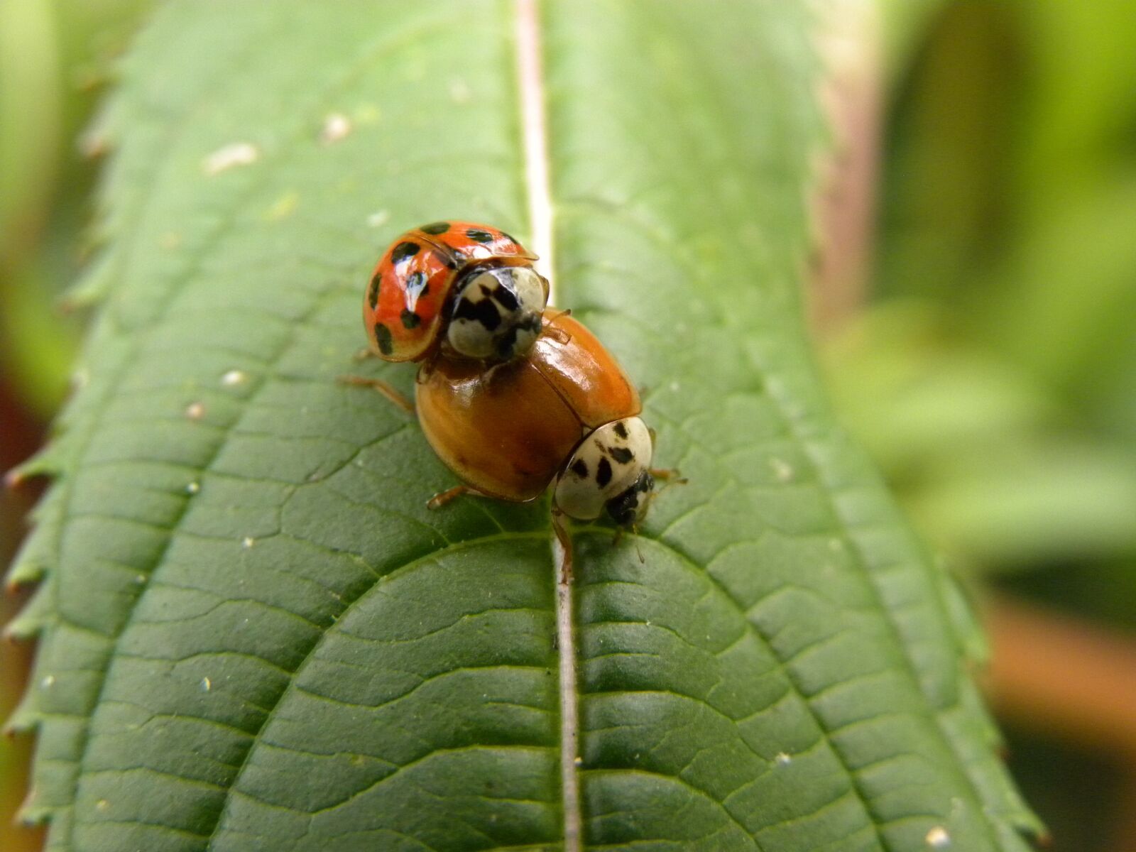 Nikon Coolpix P90 sample photo. Beetle, macro, ladybug photography