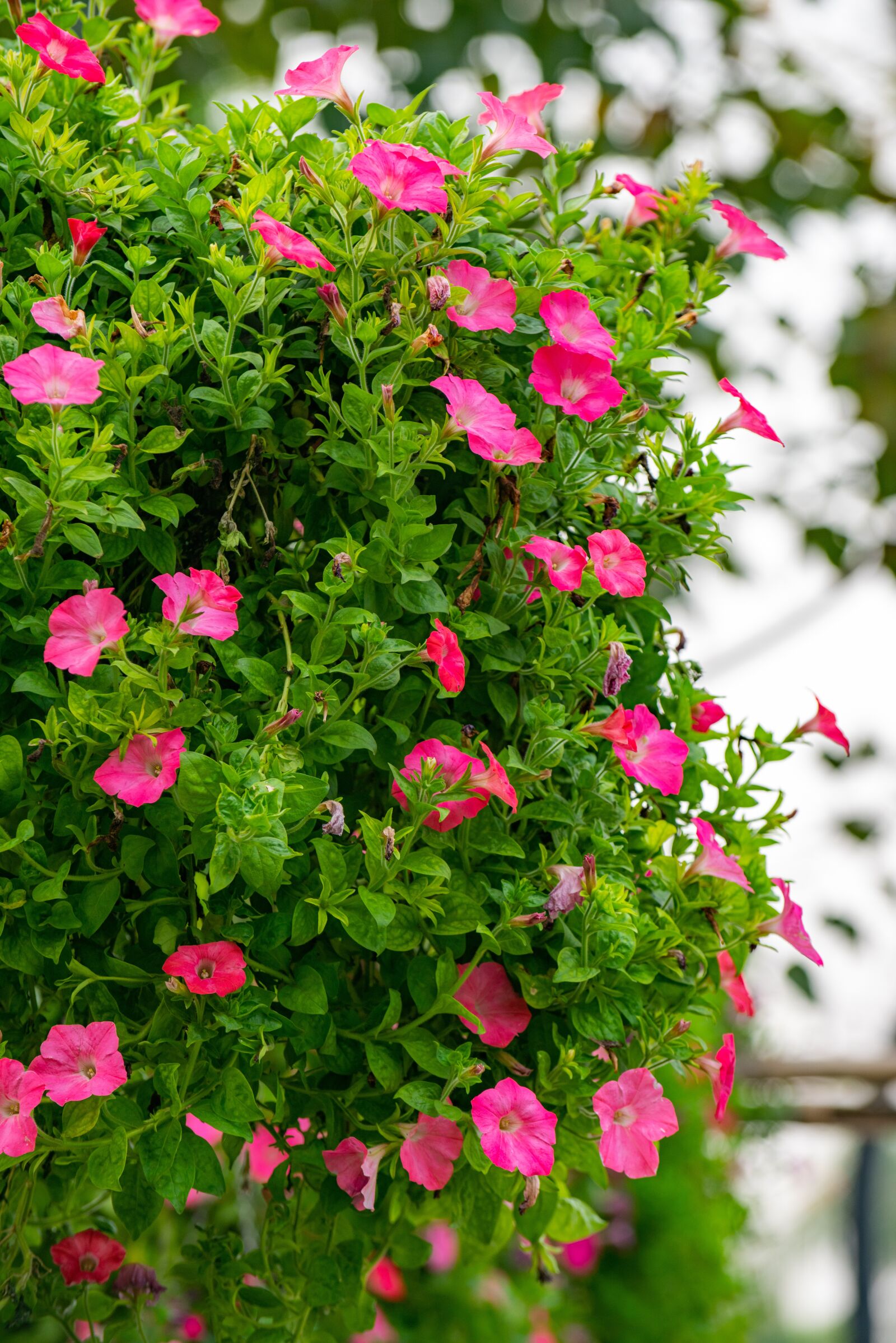Nikon D810 sample photo. Flower, nest workshop, tree photography