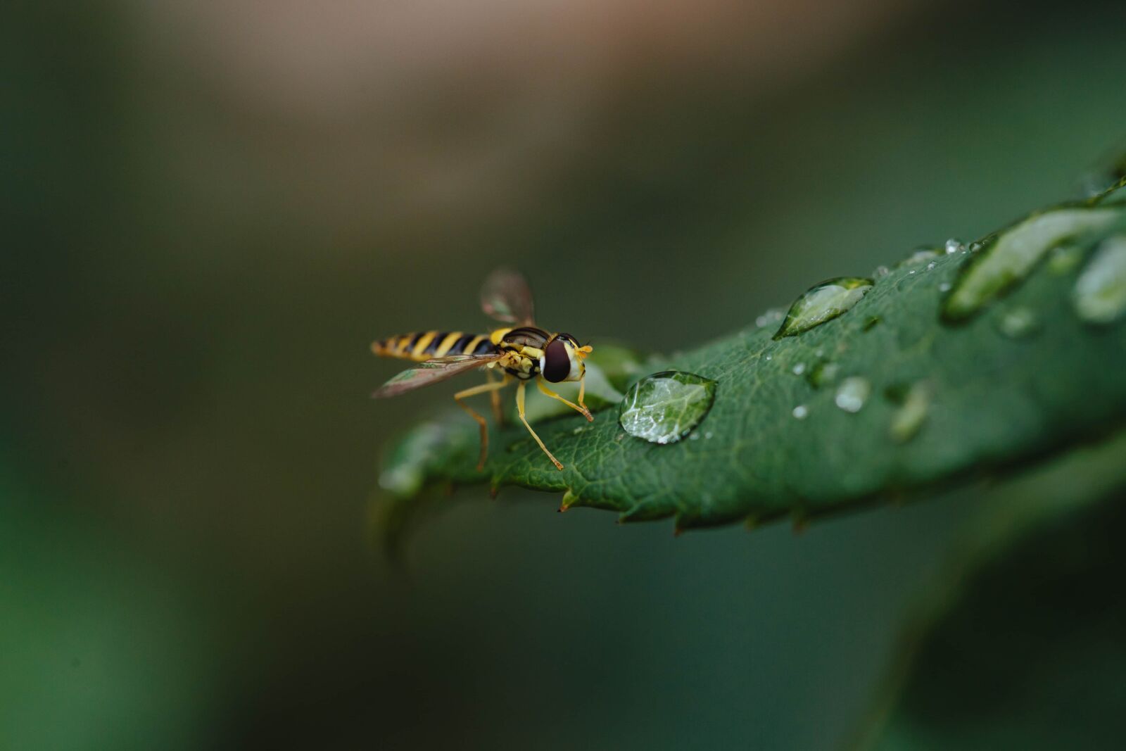 Canon EF 100mm F2.8 Macro USM sample photo. Close-up, dew, green leaf photography