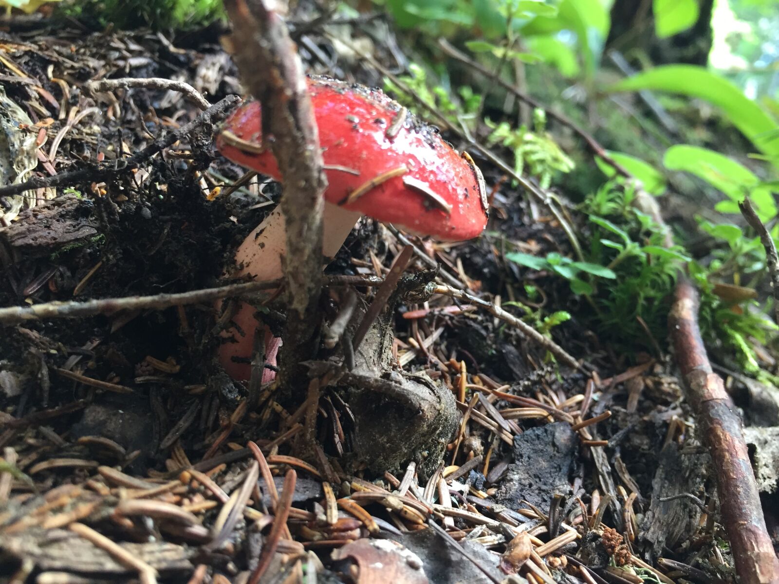 iPhone 6 back camera 4.15mm f/2.2 sample photo. Fungus, red, forest photography