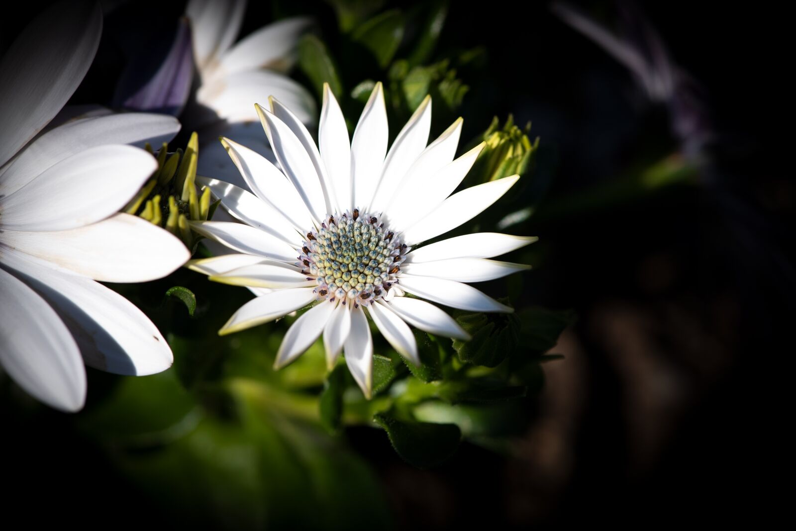 Nikon D750 sample photo. Cape daisies, flowers, white photography