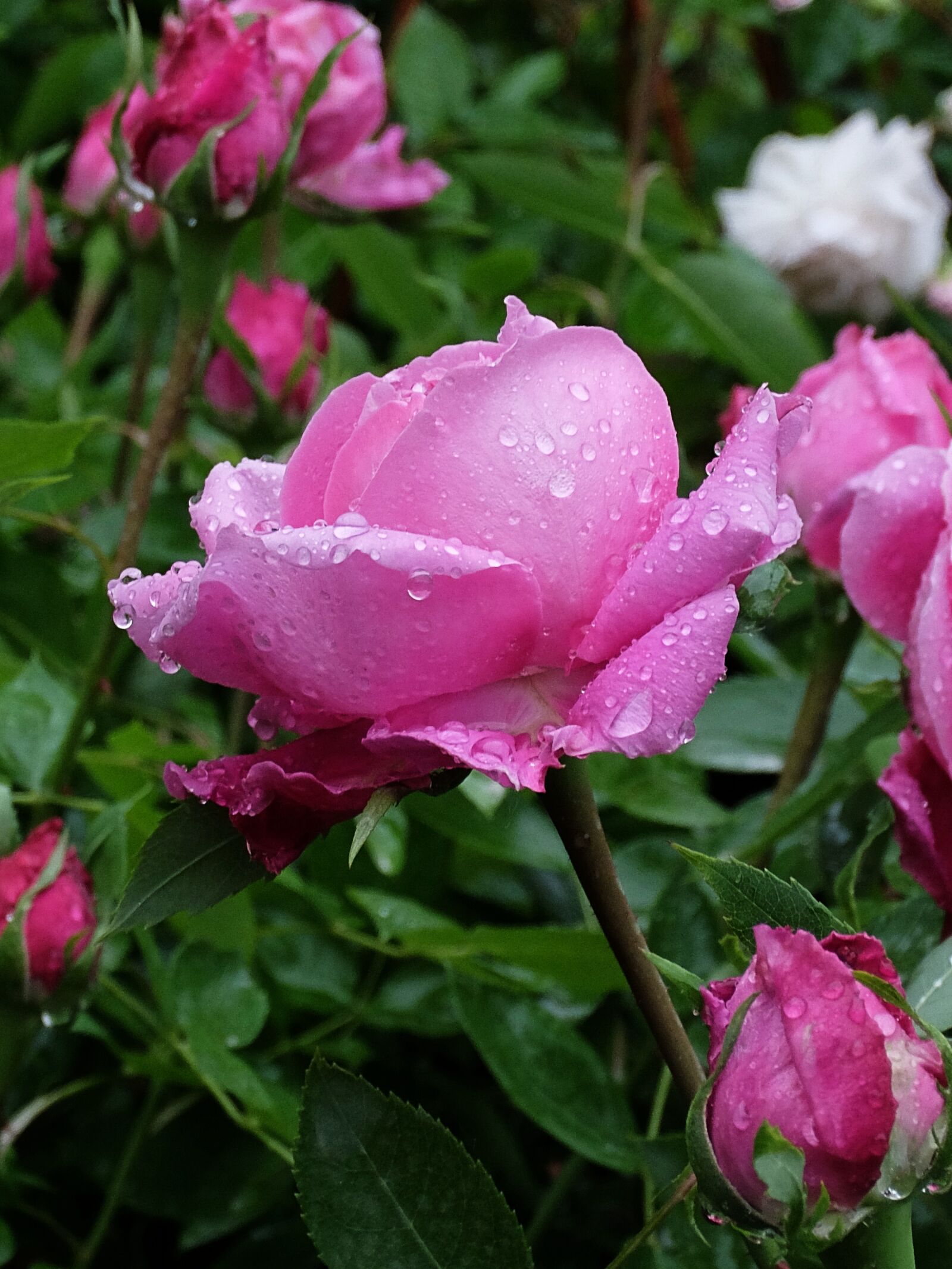 Fujifilm XQ1 sample photo. Drops, rain, rosa photography