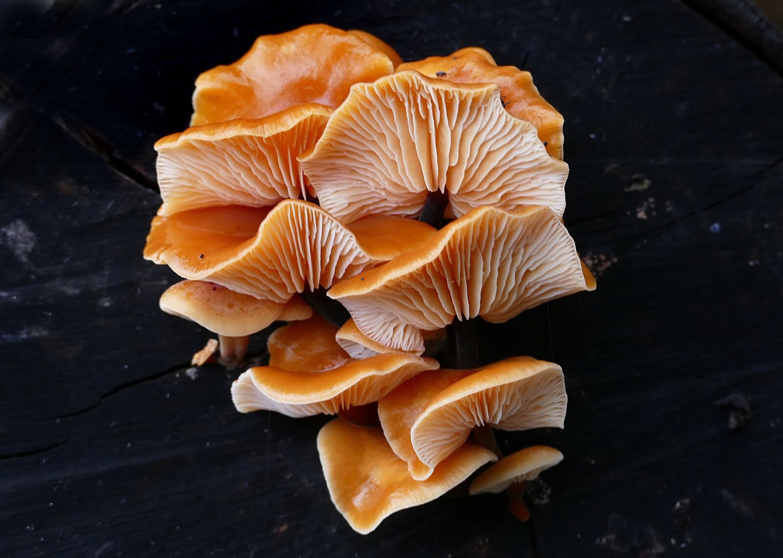Panasonic Lumix DMC-FZ1000 sample photo. Mushroom, close up, flammulina photography